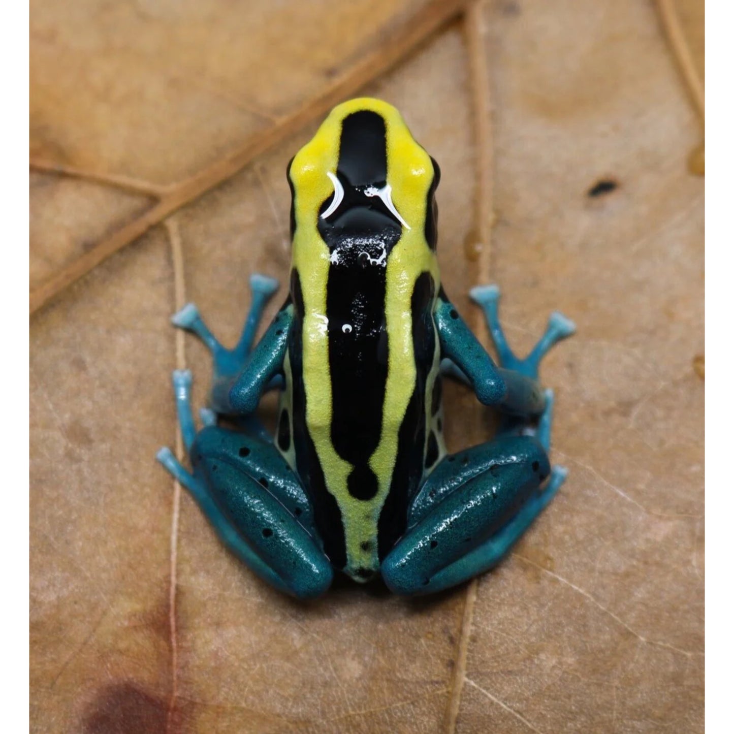 Dendrobates Tinctorius Patricia - Rana dai Colori Vivaci in Vendita | Animal Instinct