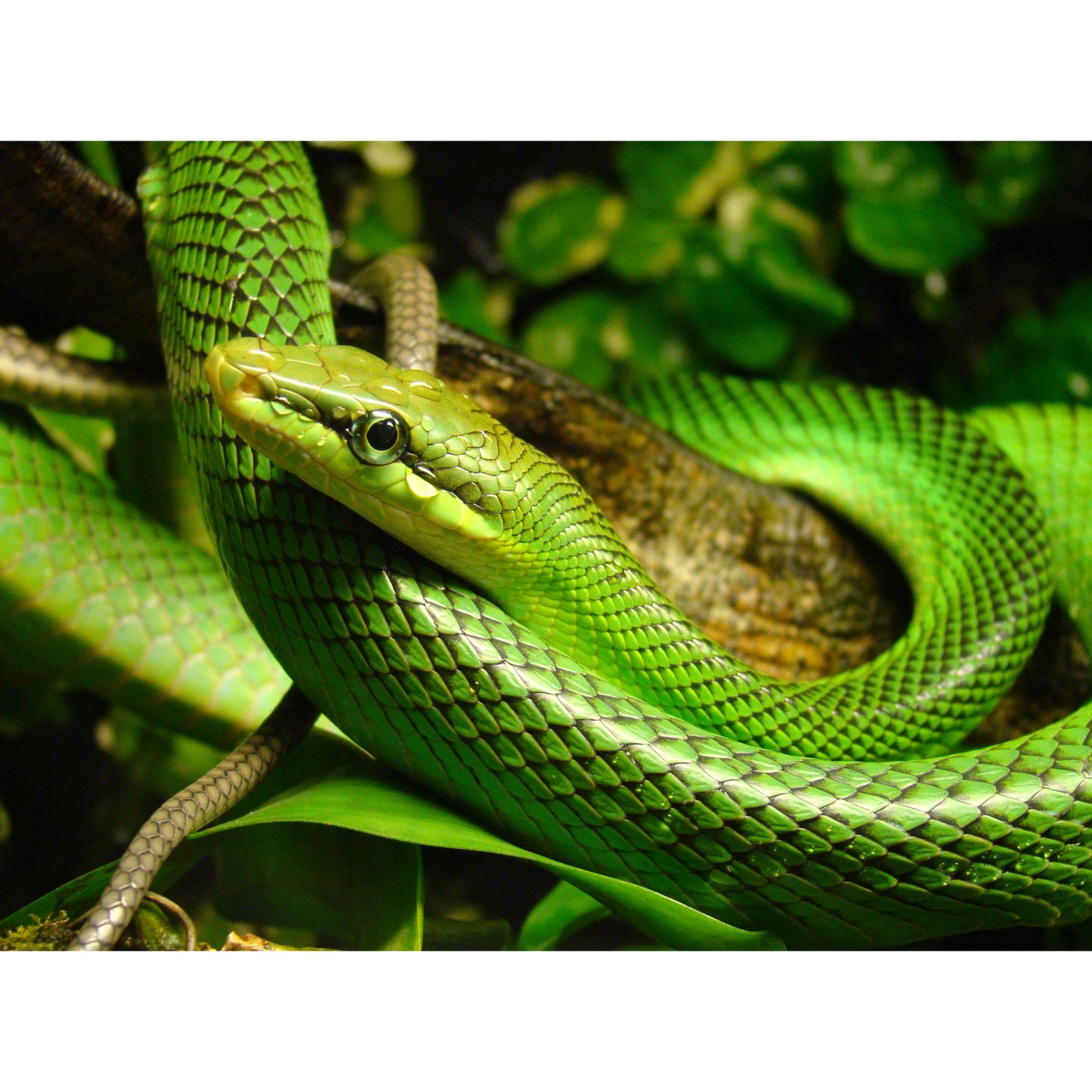 Gonyosoma oxycephalum
