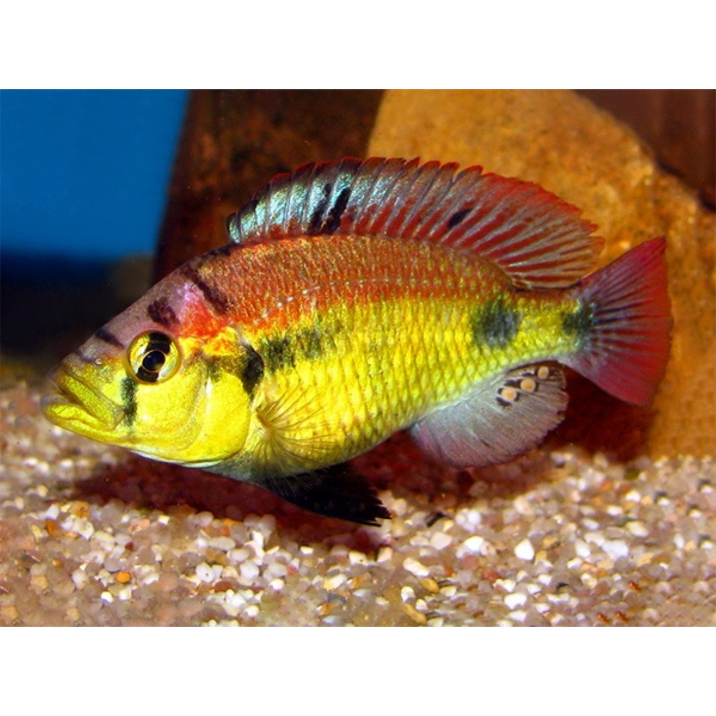 Haplochromis Sp. Yellow Belly