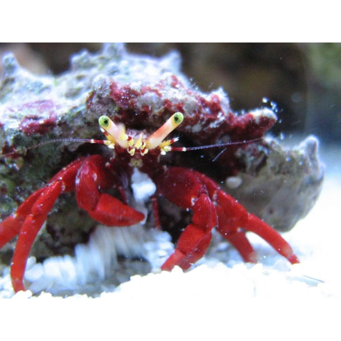 Paguristes cadenati