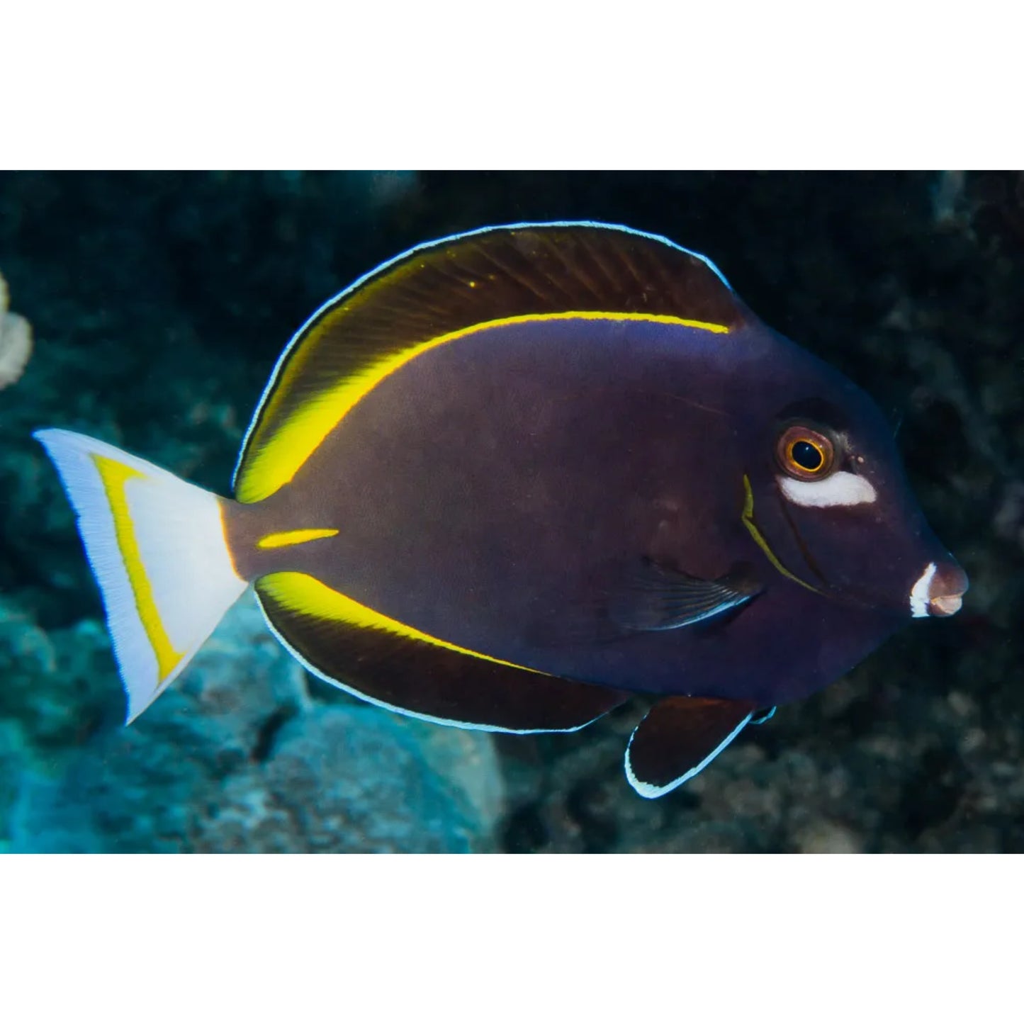 Acanthurus nigricans