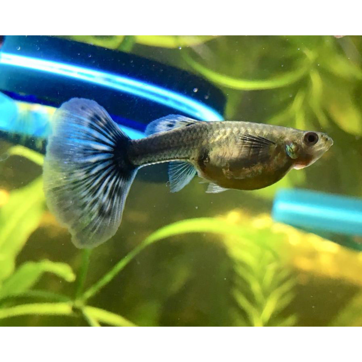 Poecilia reticulata (Guppy) female mix