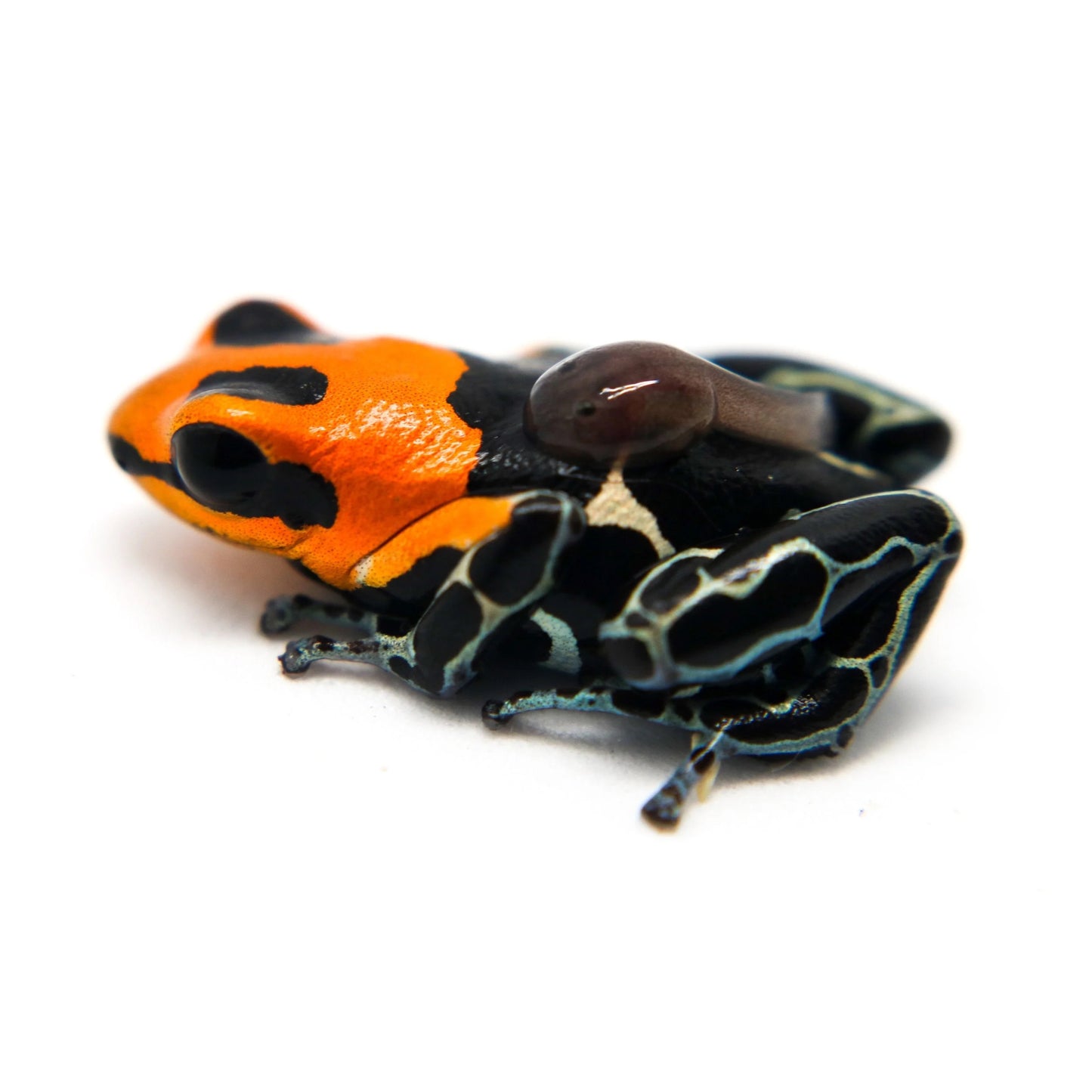 Ranitomeya fantastica Monte Christo