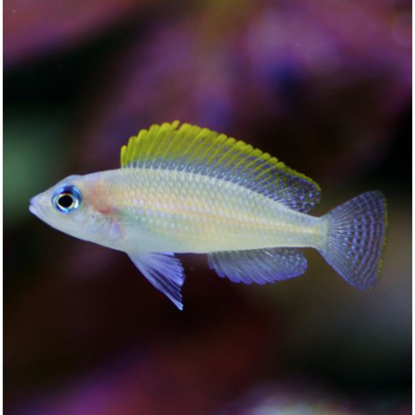 Lamprologus Caudopunctatus