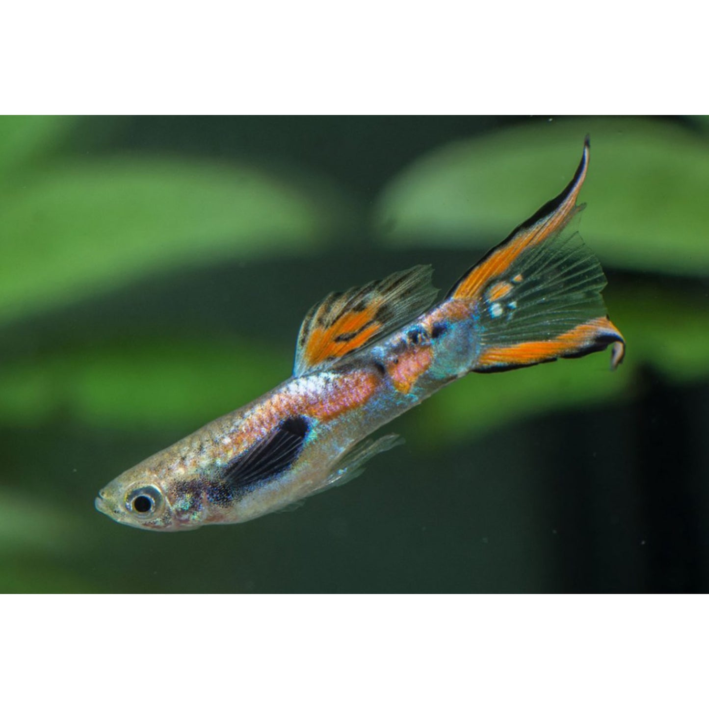 Poecilia reticulata (Guppy) Double Sword