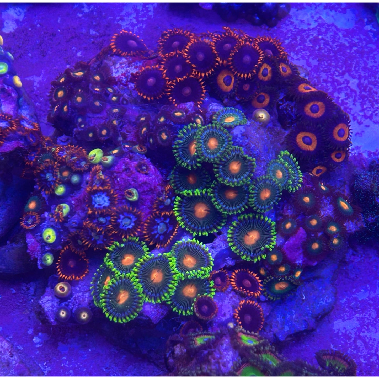 Zoanthus