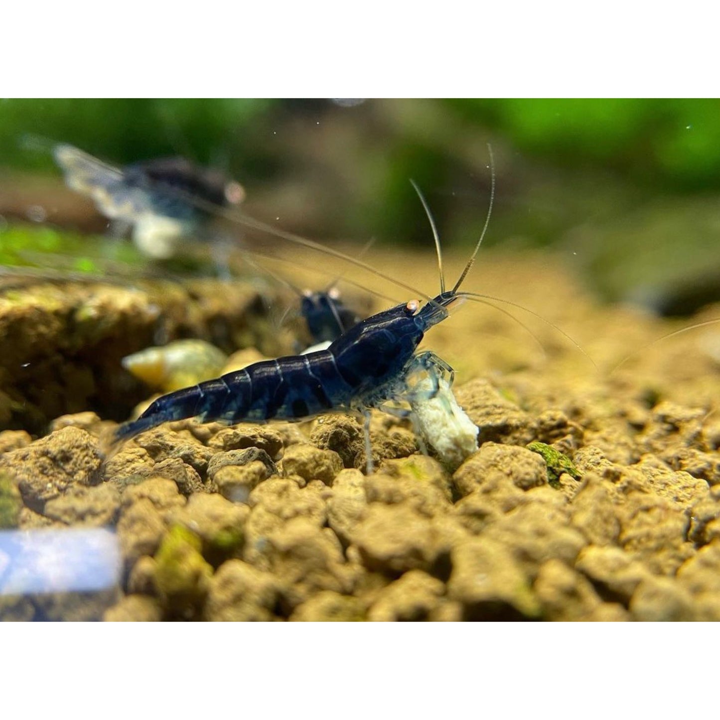 Caridina cf. Cantonensis “Mariae” var. Blue Tiger oe