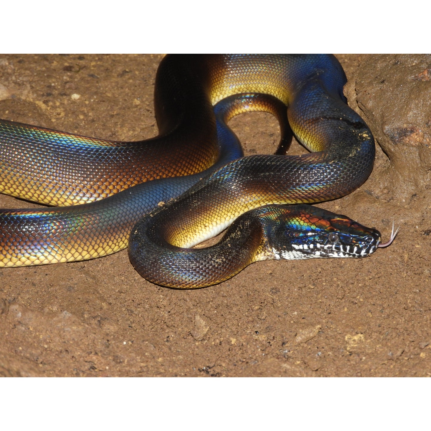 Leiopython albertisi