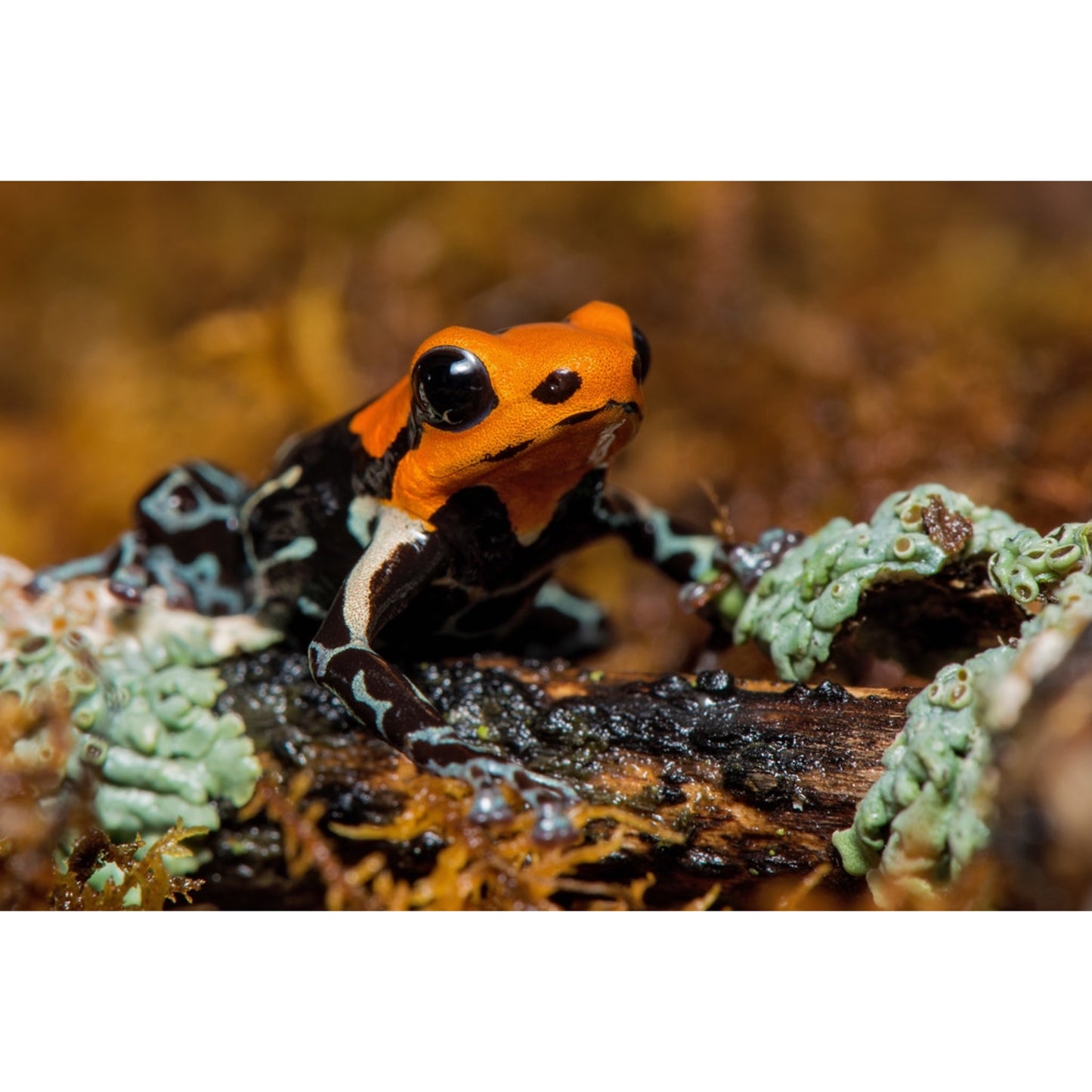 Ranitomeya fantastica Monte Christo