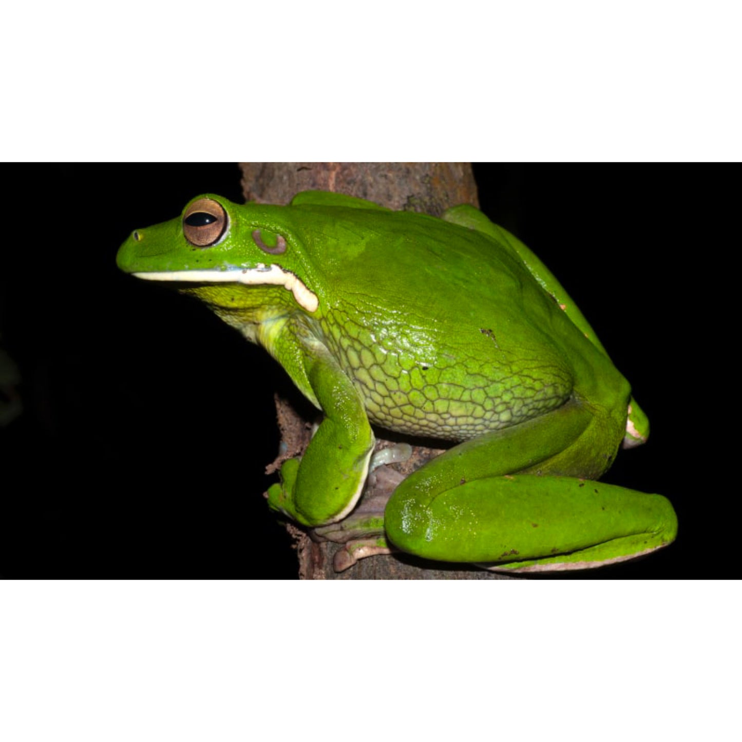 Litoria infrafrenata