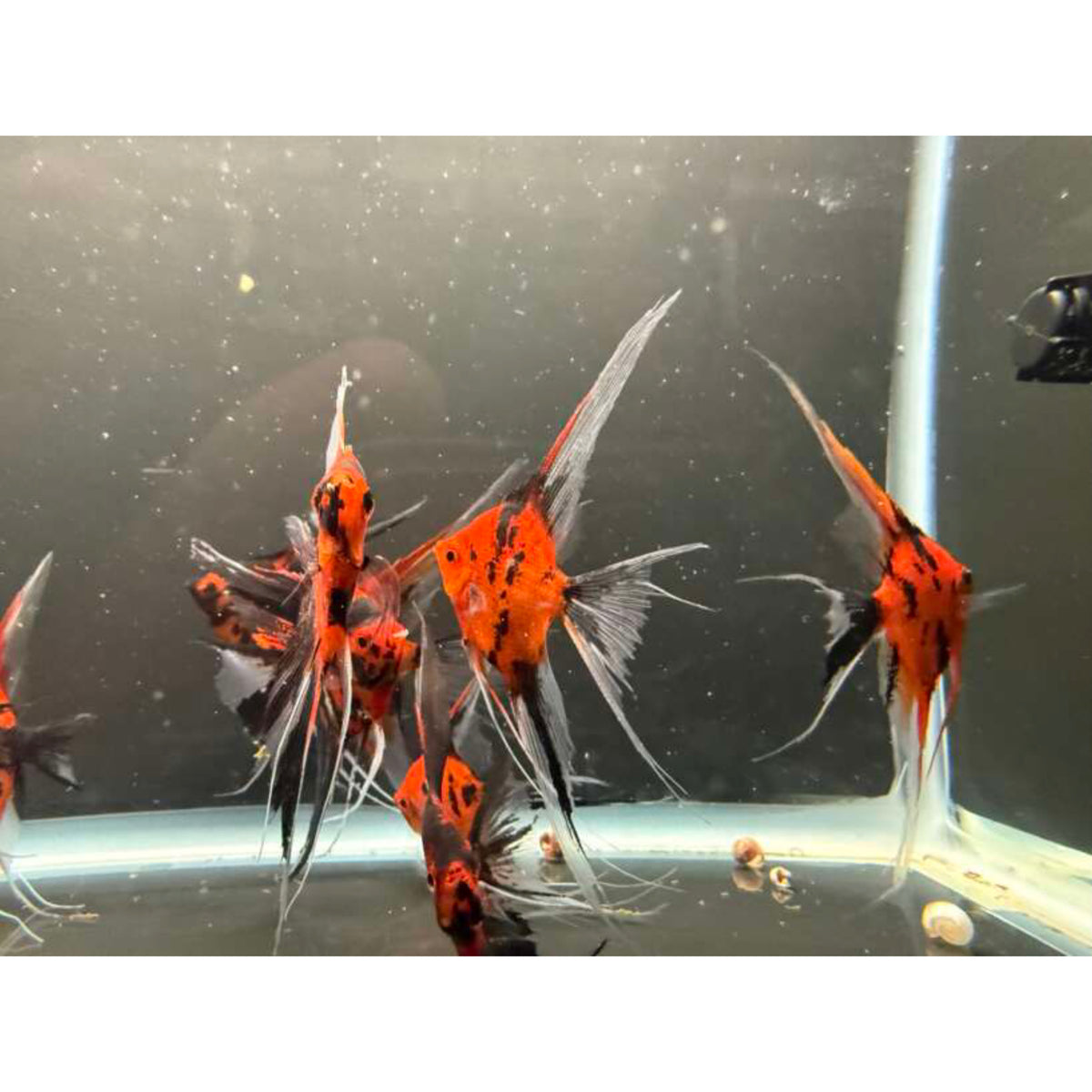 Zebra angelfish