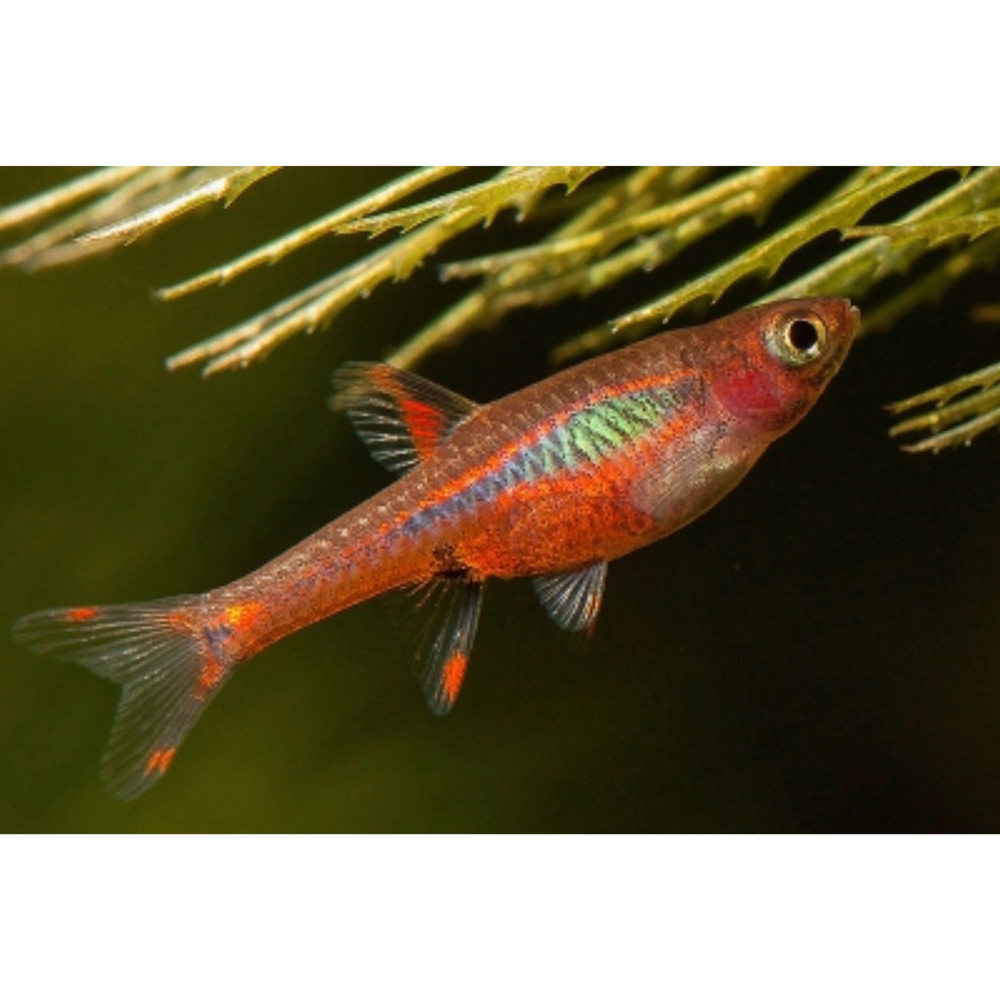 Rasbora axelrodi red
