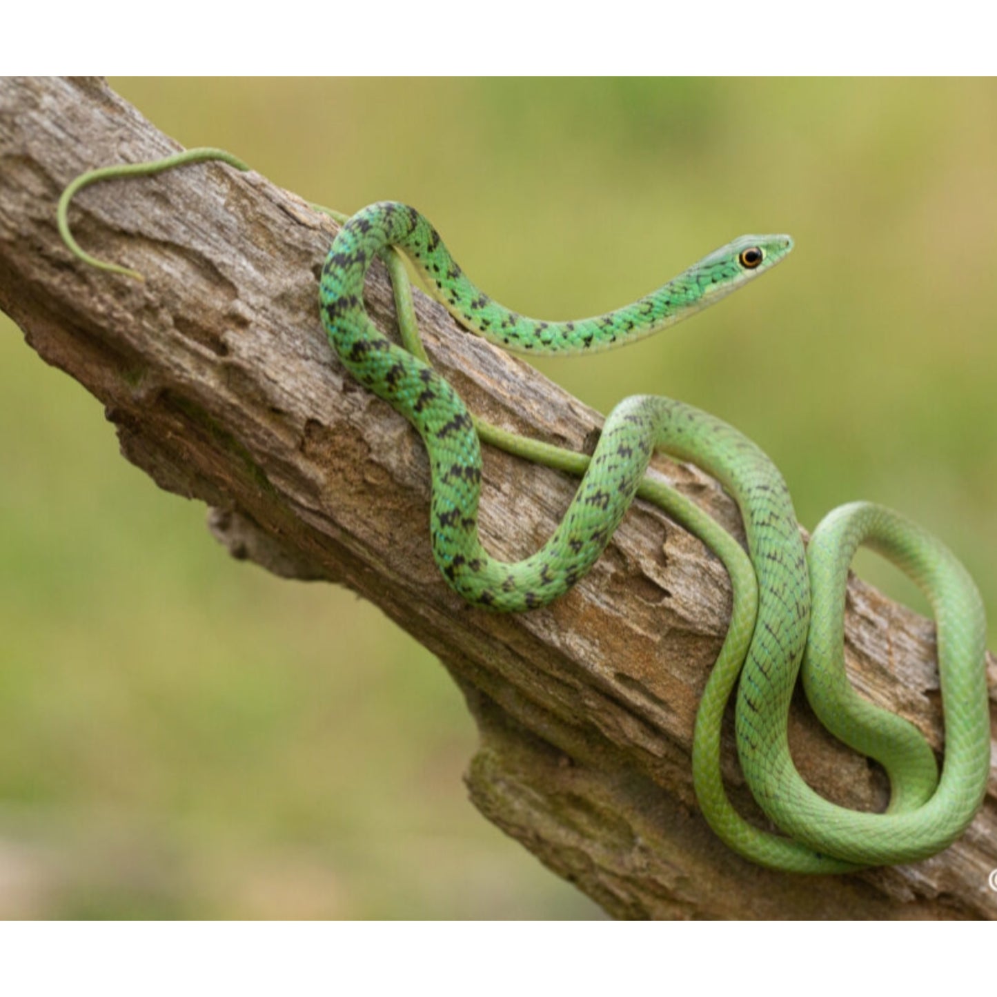 Philothamnus semivariegatus