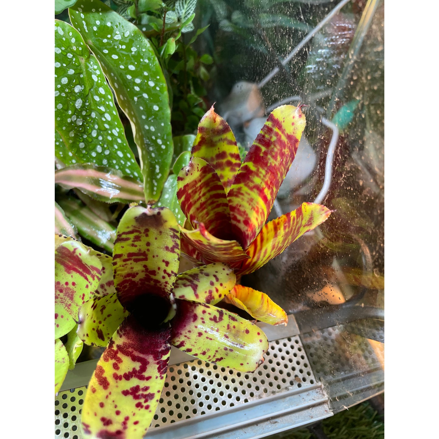 Neoregelia sp. Mix colour