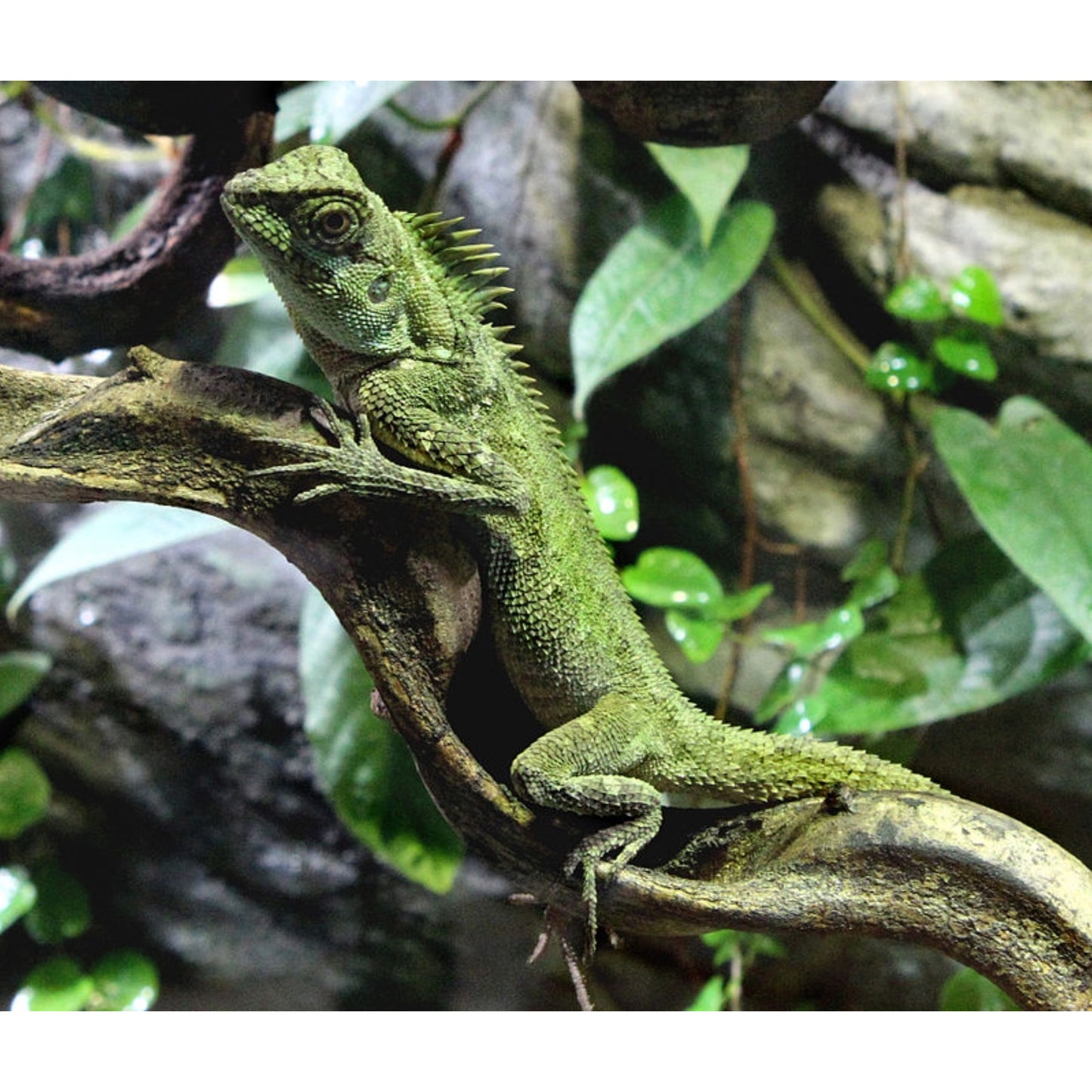 Acanthosaura capra
