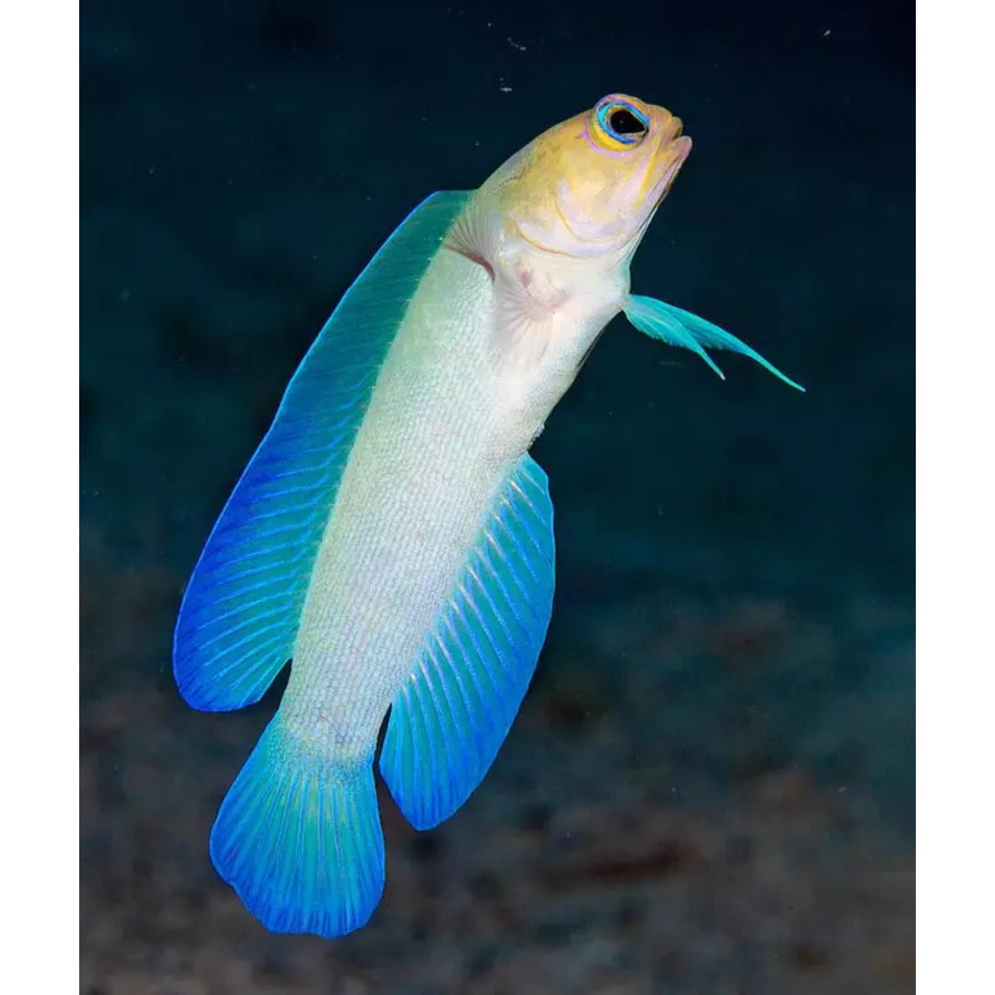 Opistognathus aurifrons