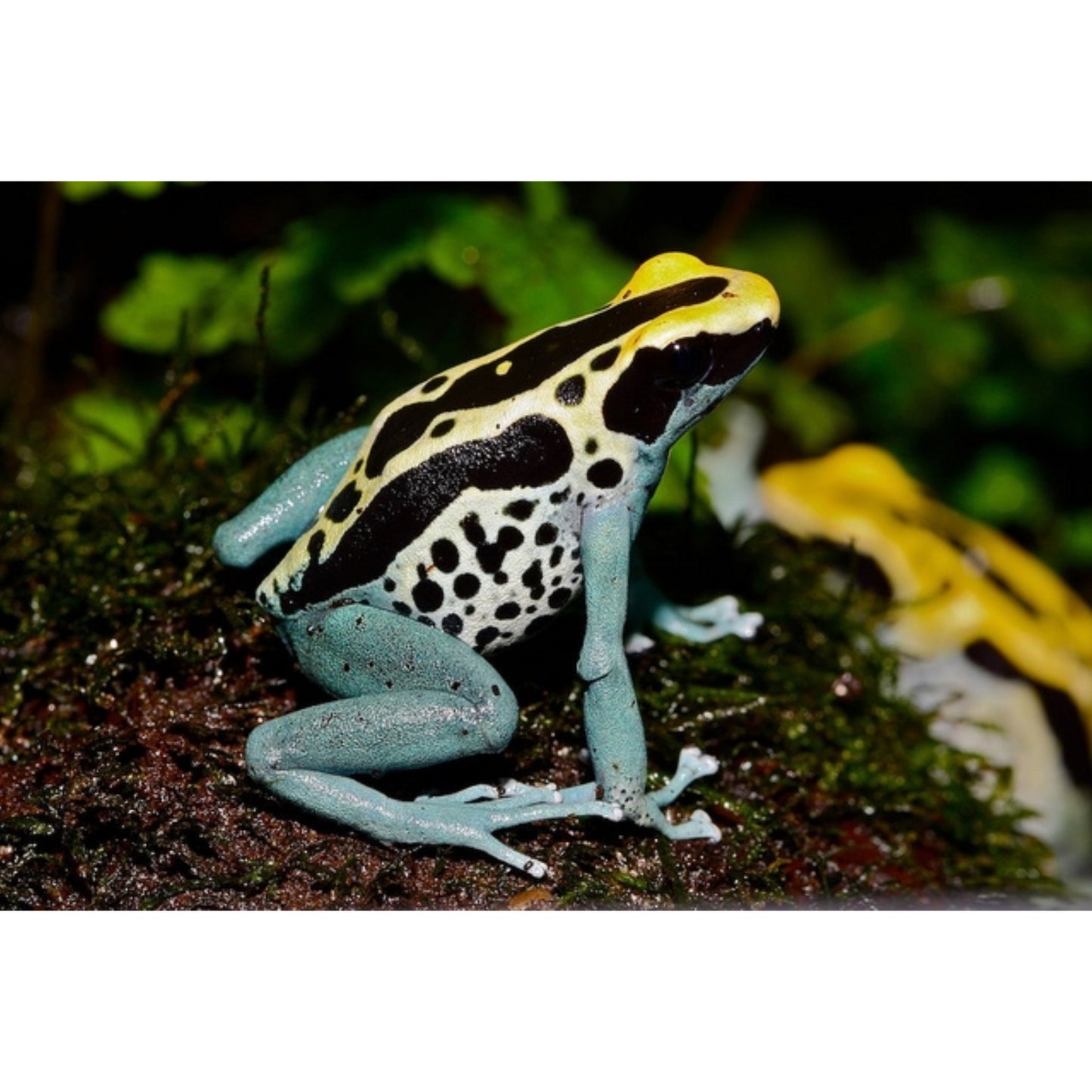 Dendrobates Tinctorius Patricia - Rana dai Colori Vivaci in Vendita | Animal Instinct