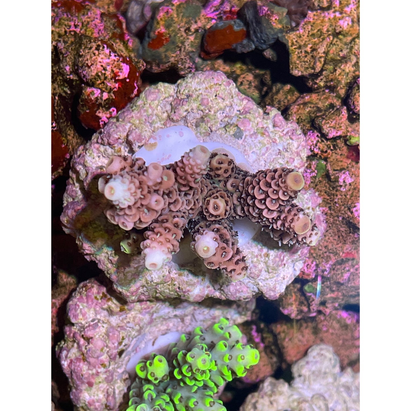 Acropora sp.