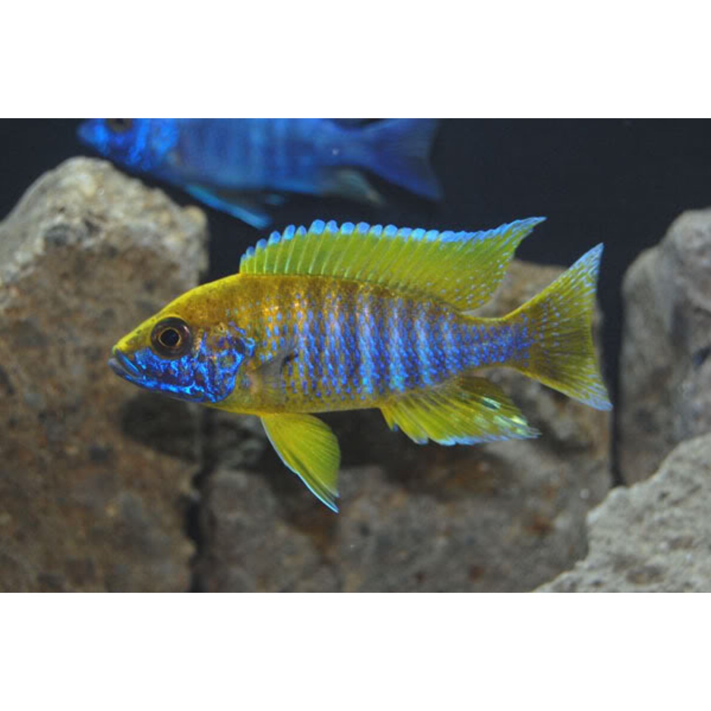 Aulonocara mamalela