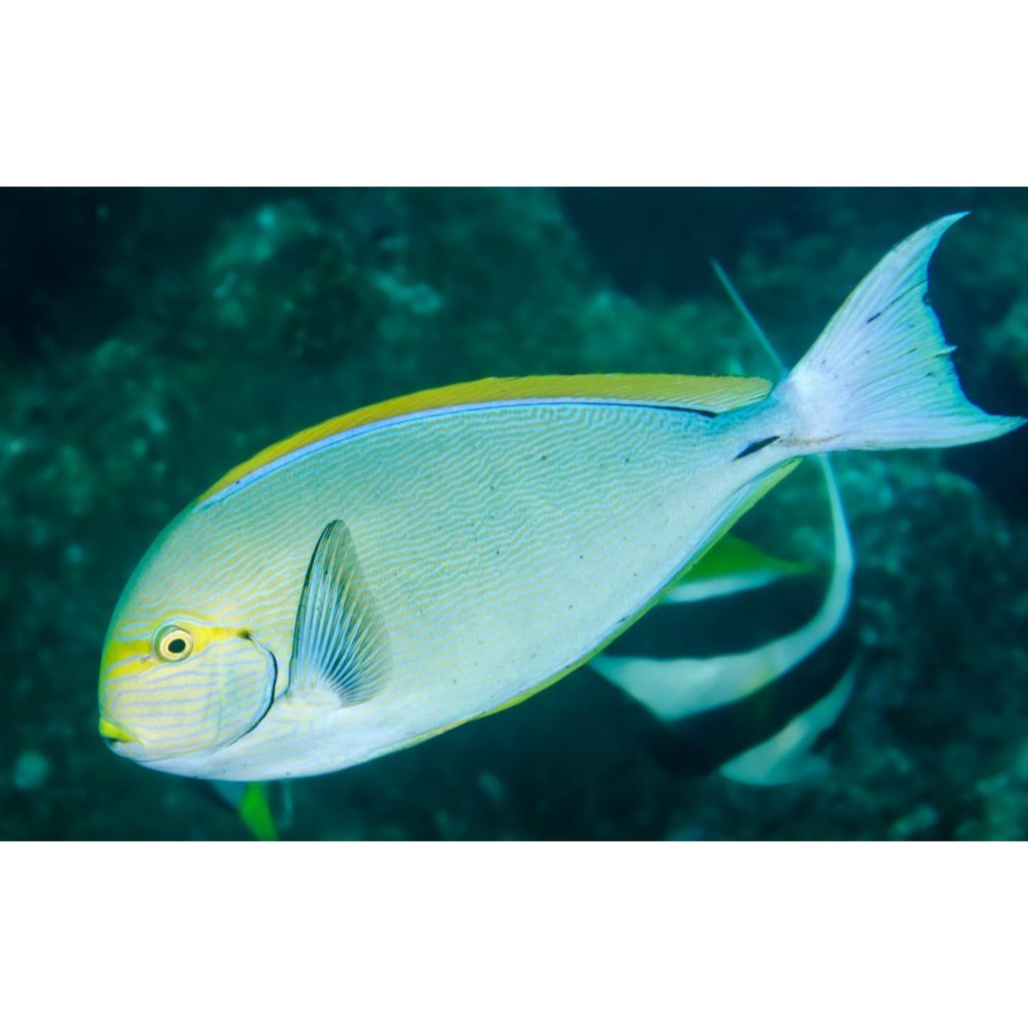 Acanthurus mata