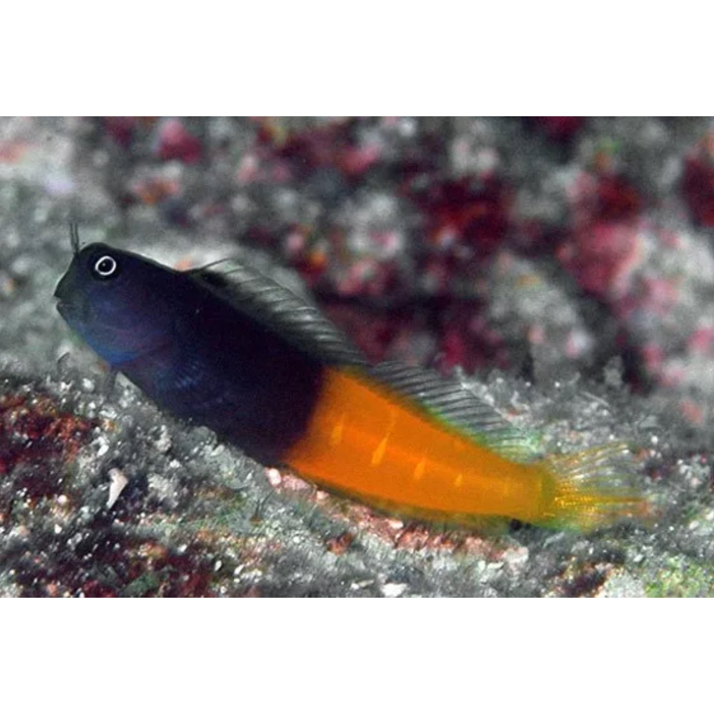Ecsenius bicolor