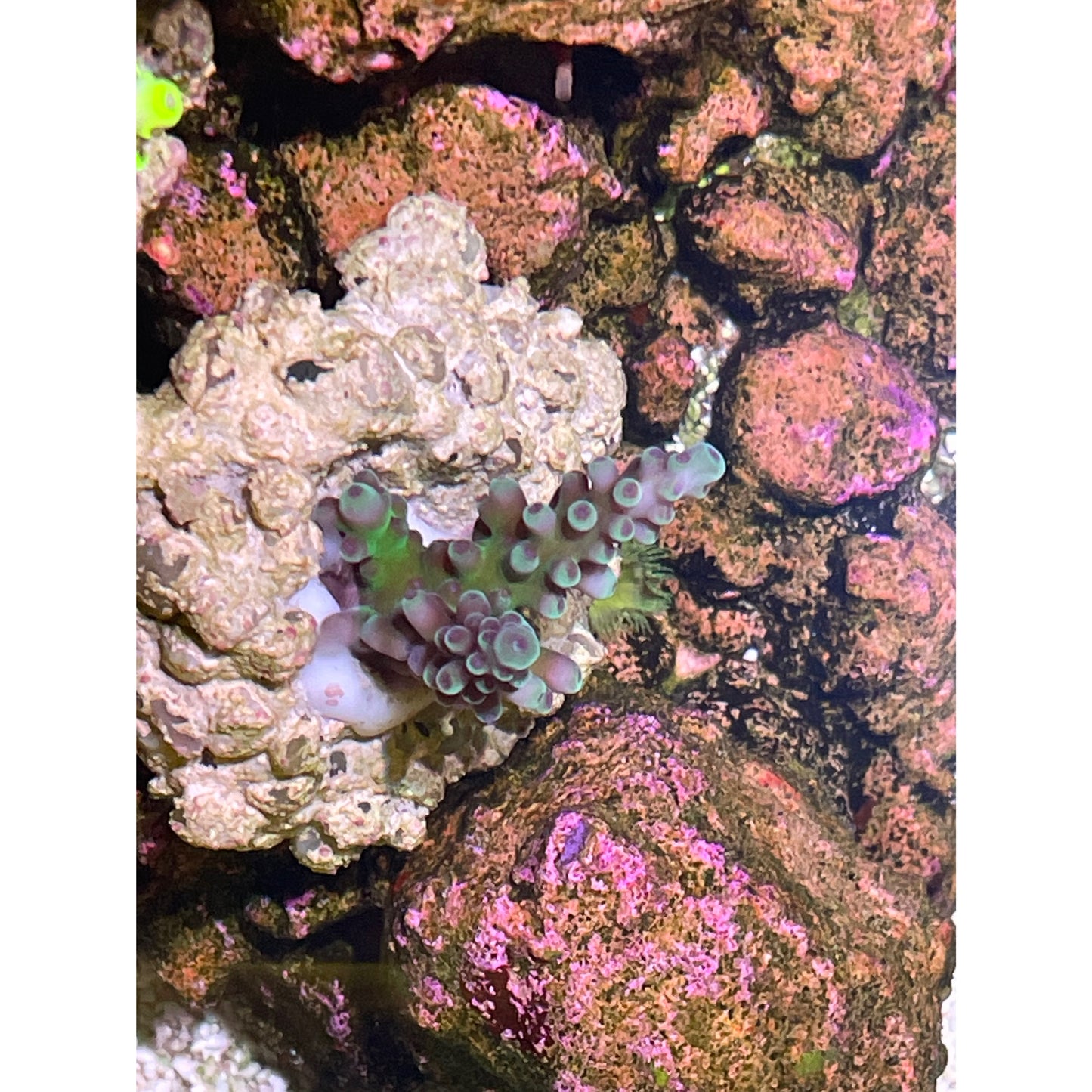Acropora sp.