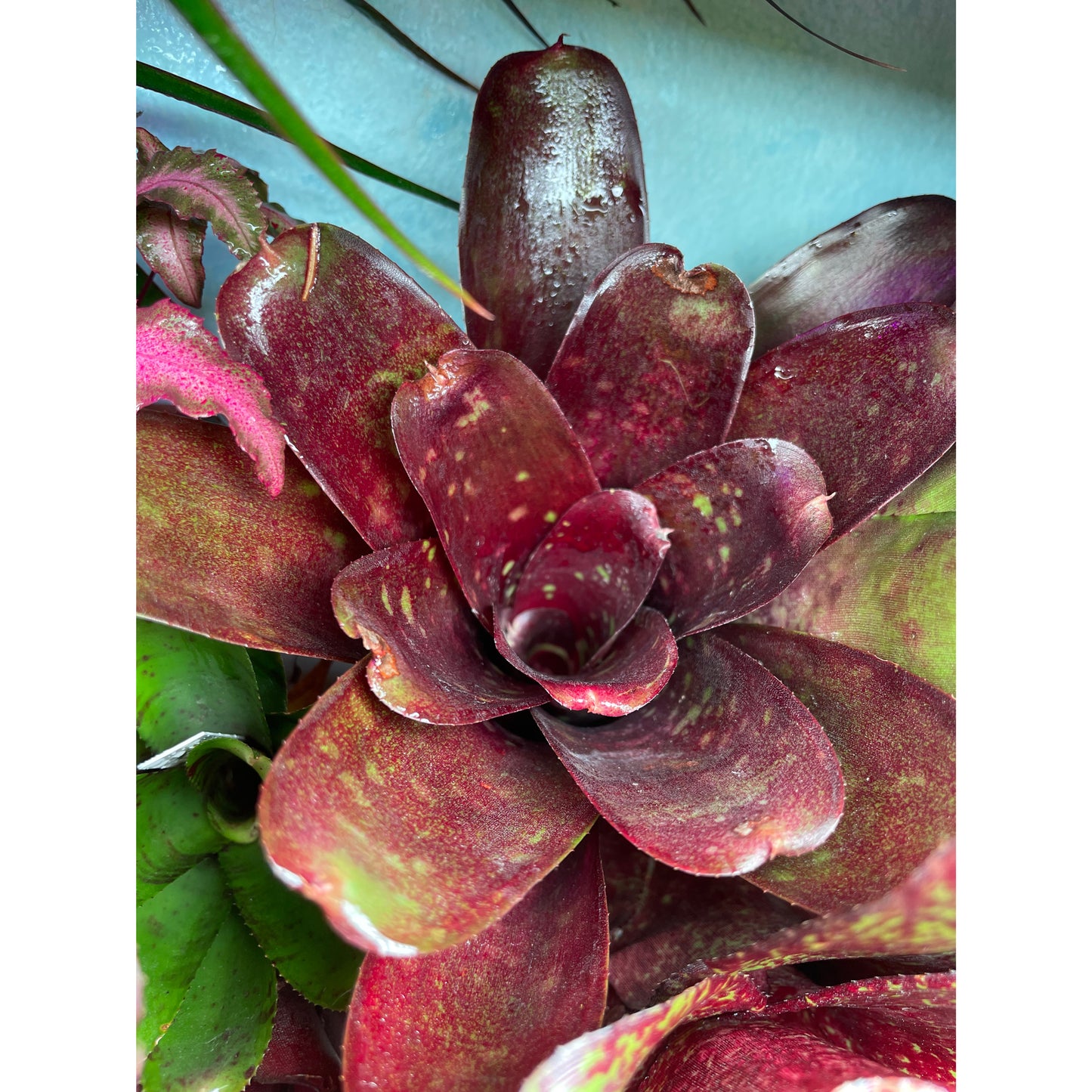 Neoregelia sp. Mix colour