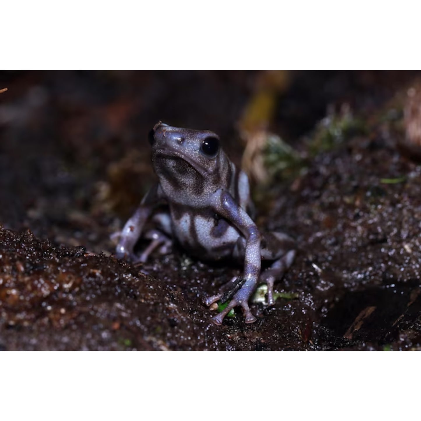 Dendrobates Auratus Pena blanca