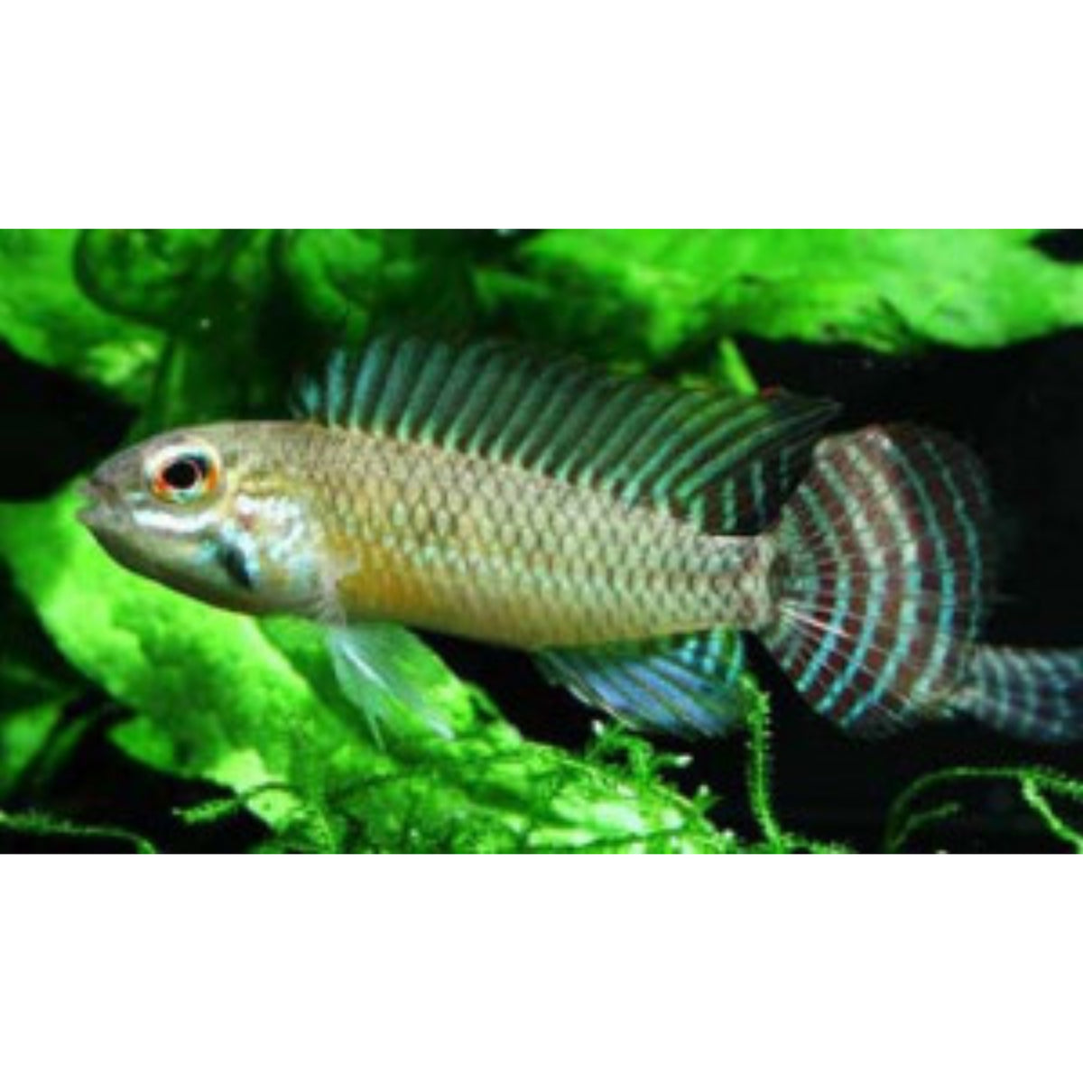 Apistogramma meinkeni