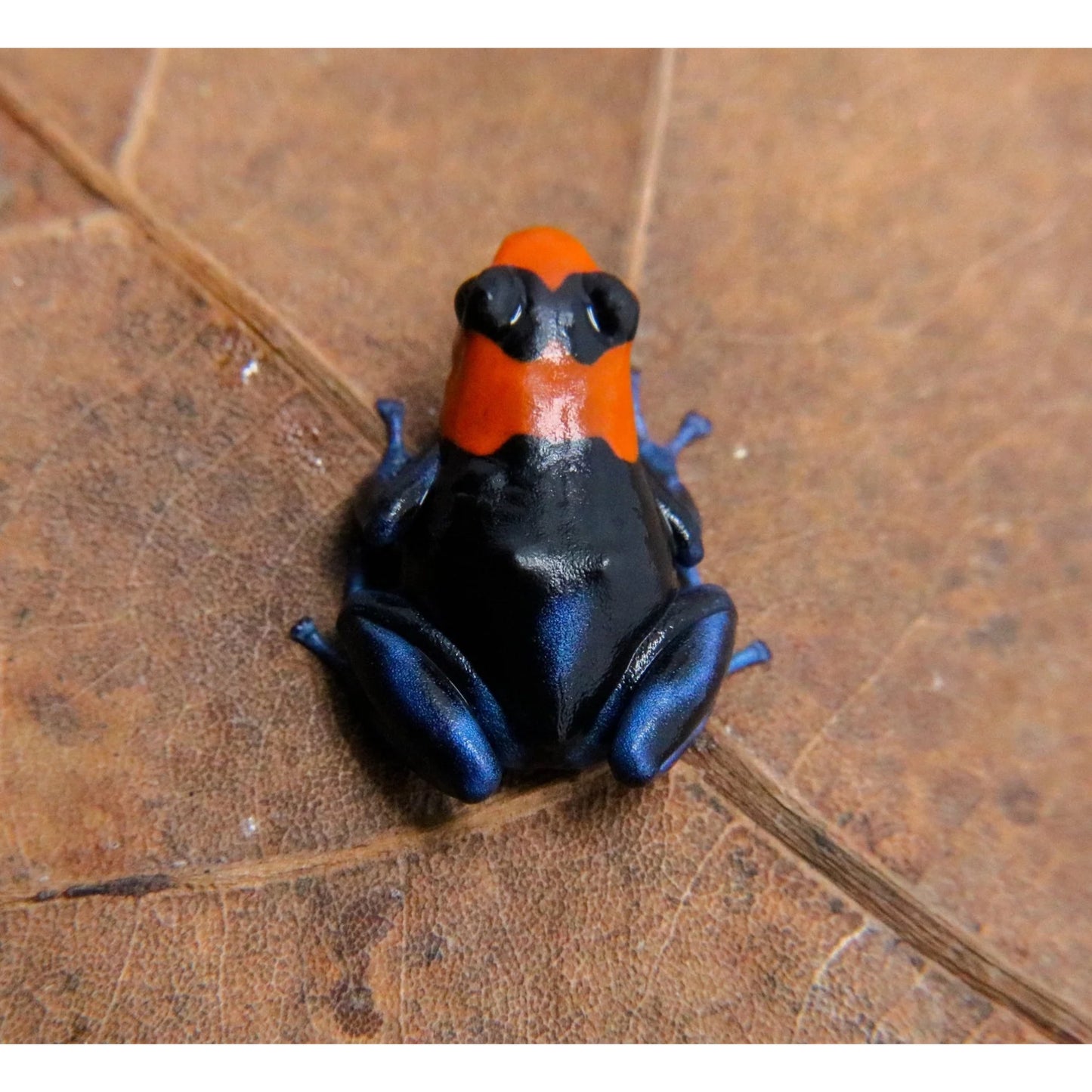 Ranitomeya benedicta Pampa Hermosa