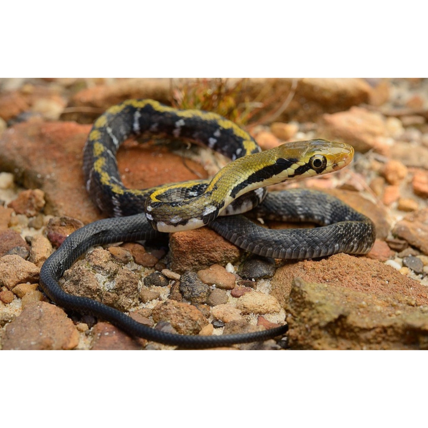 Elaphe flavolineatus