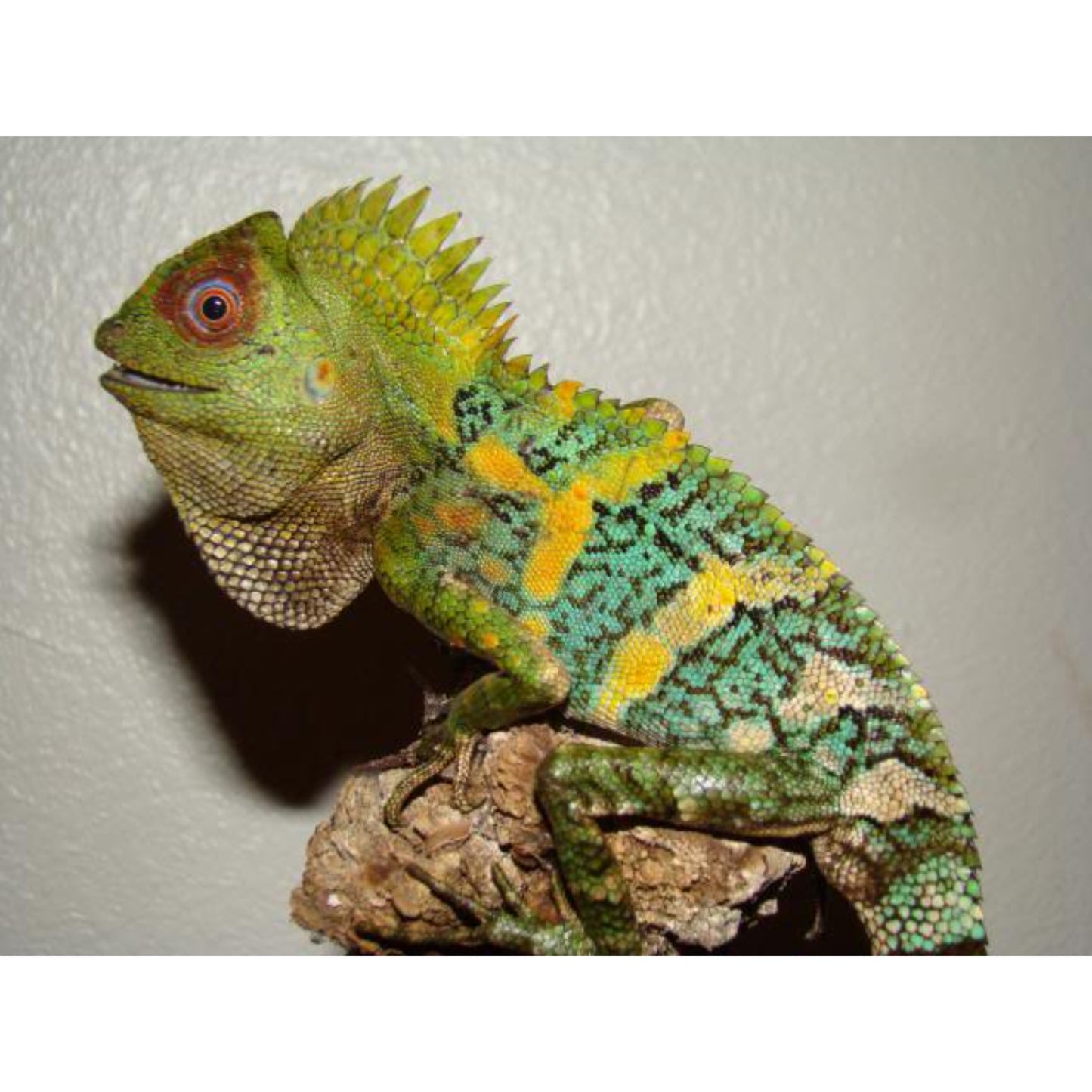 Gonocephalus chamaeleontinus