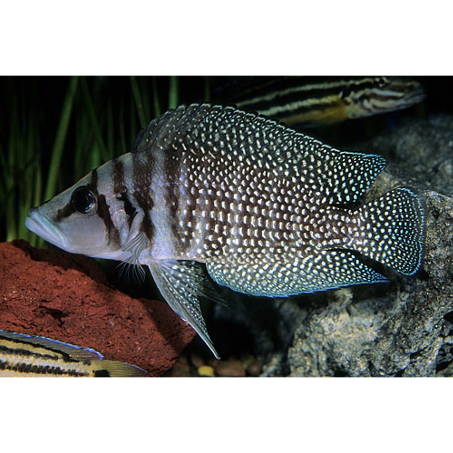 Lamprologus Calvus