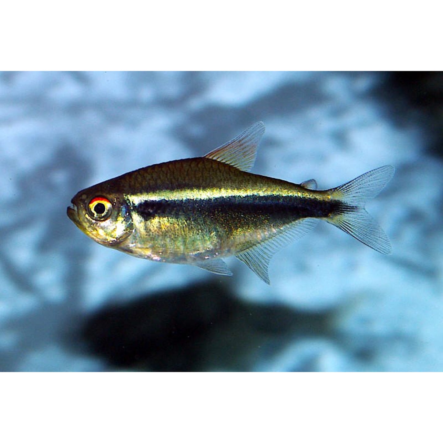 Hyphessobrycon Herbertaxelrodi “Neon nero”