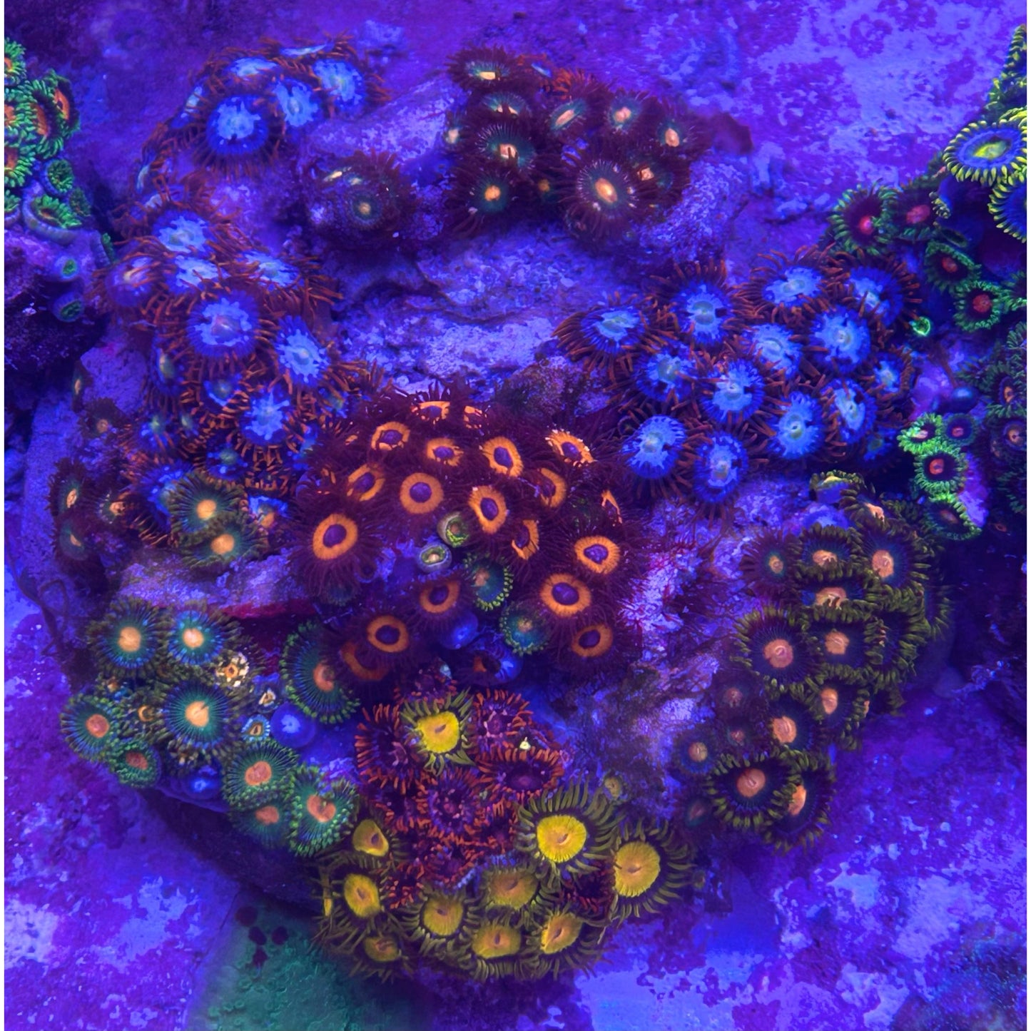 Zoanthus