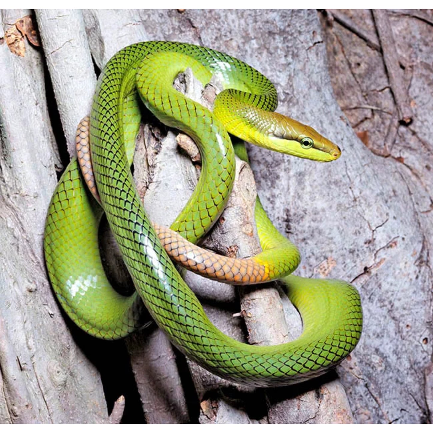 Gonyosoma oxycephalum