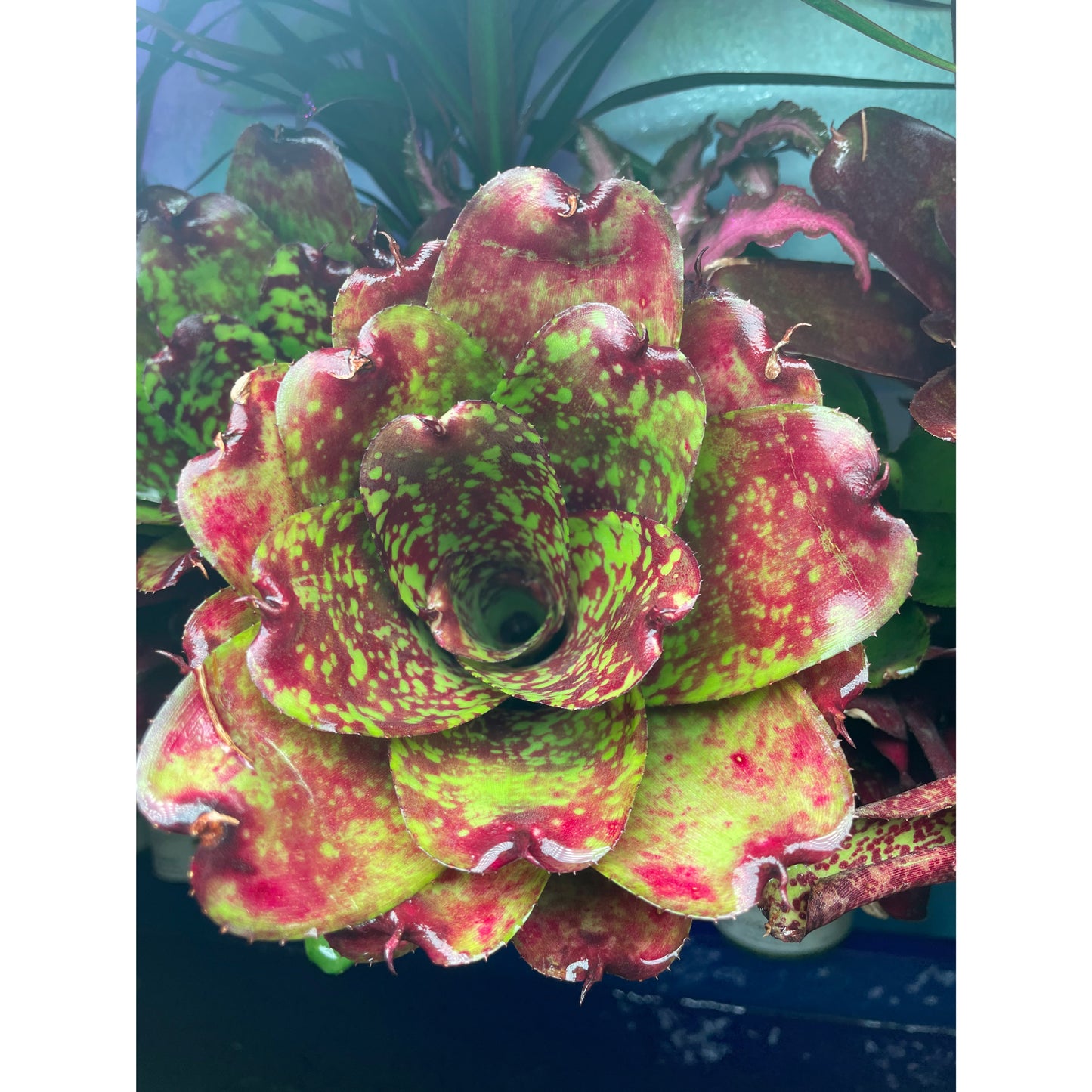 Neoregelia sp. Mix colour