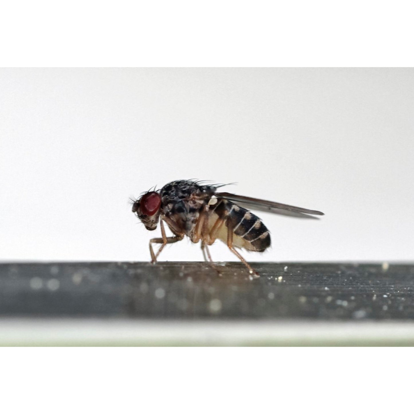 Drosophila (moscerini della frutta)
