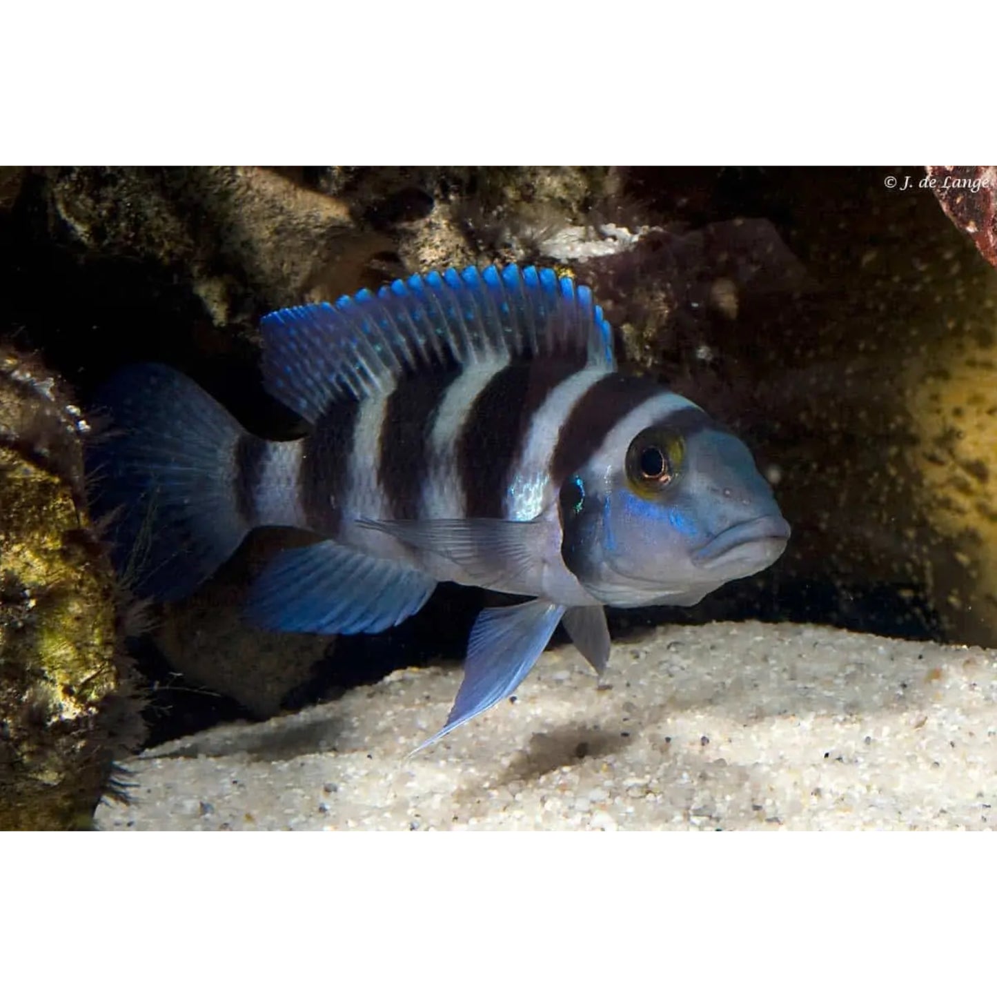 Lamprologus Tretocephalus