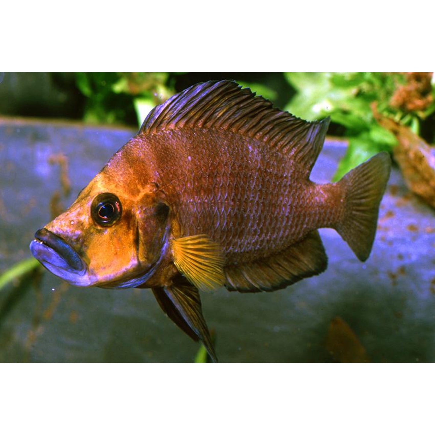 Lamprologus Compressiceps GoldHead