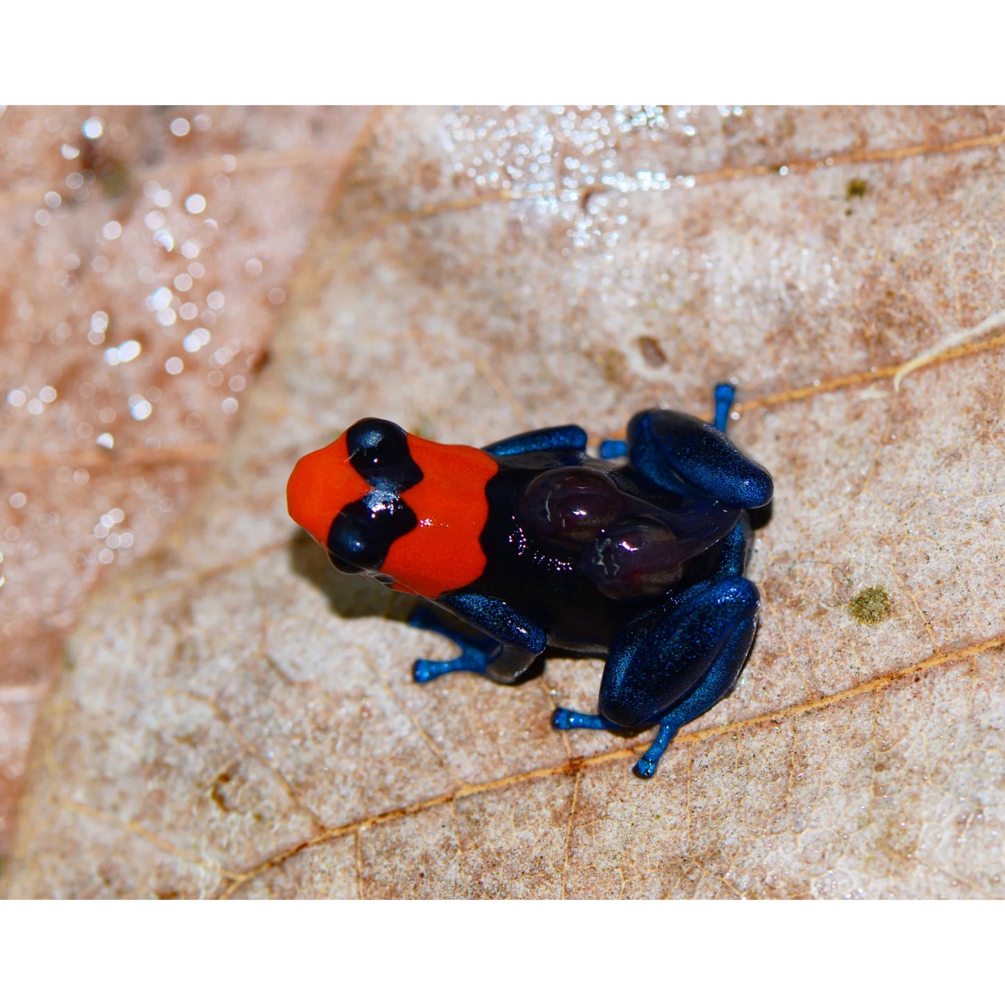 Ranitomeya benedicta Pampa Hermosa