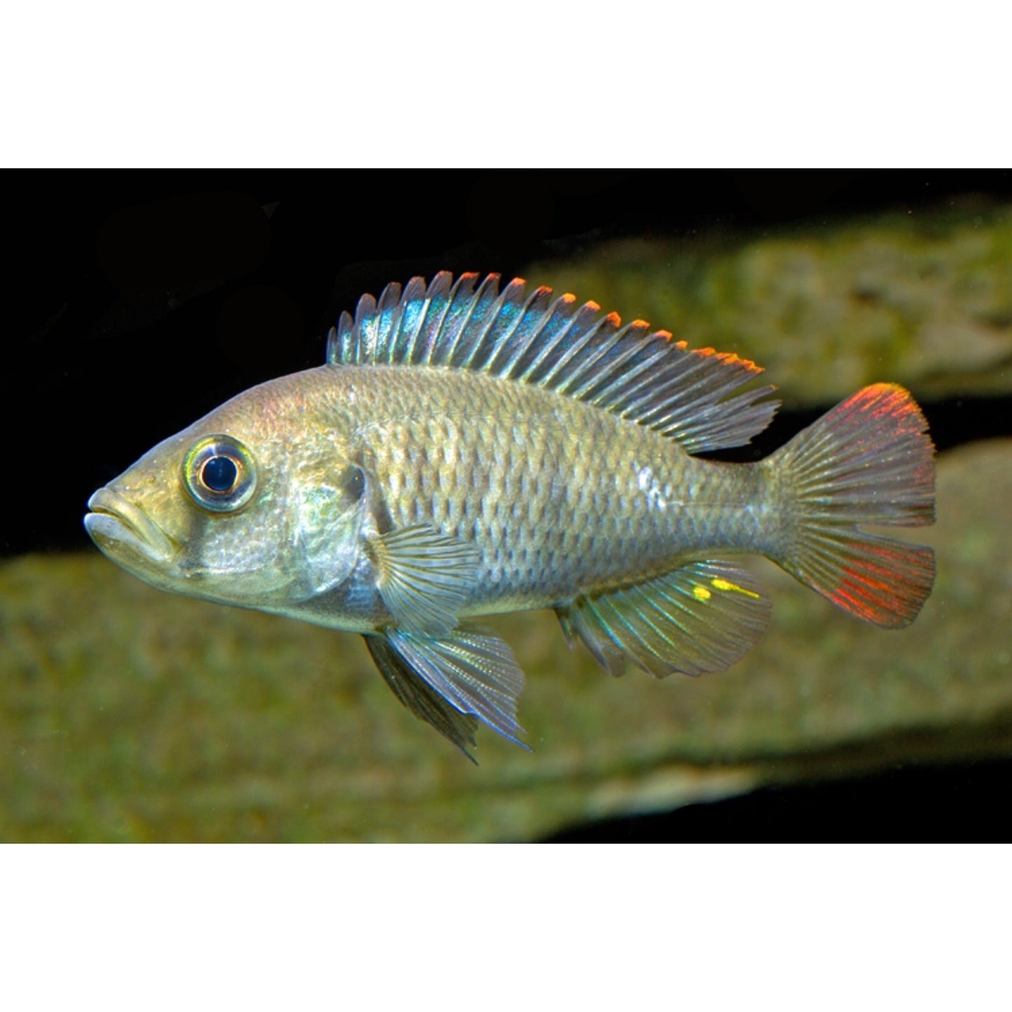 Haplochromis Nyererei