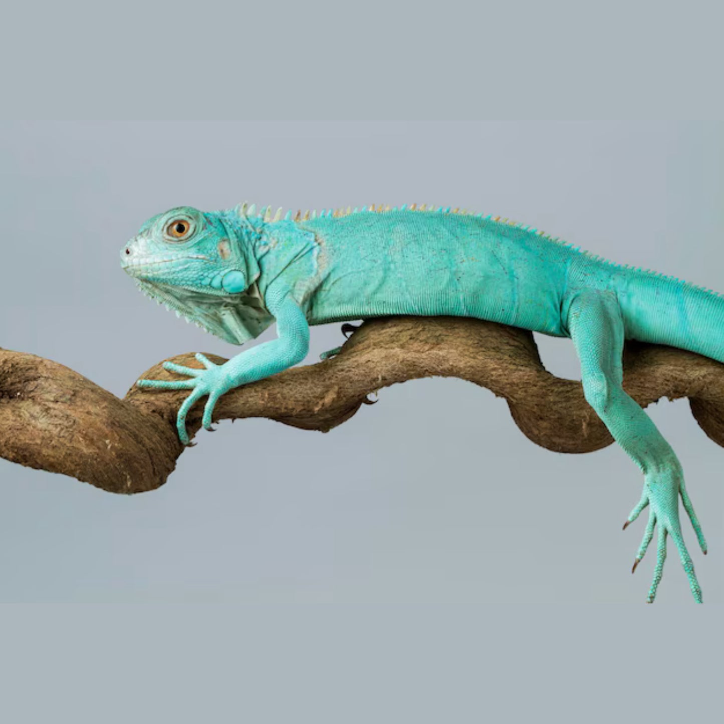 Iguana blue
