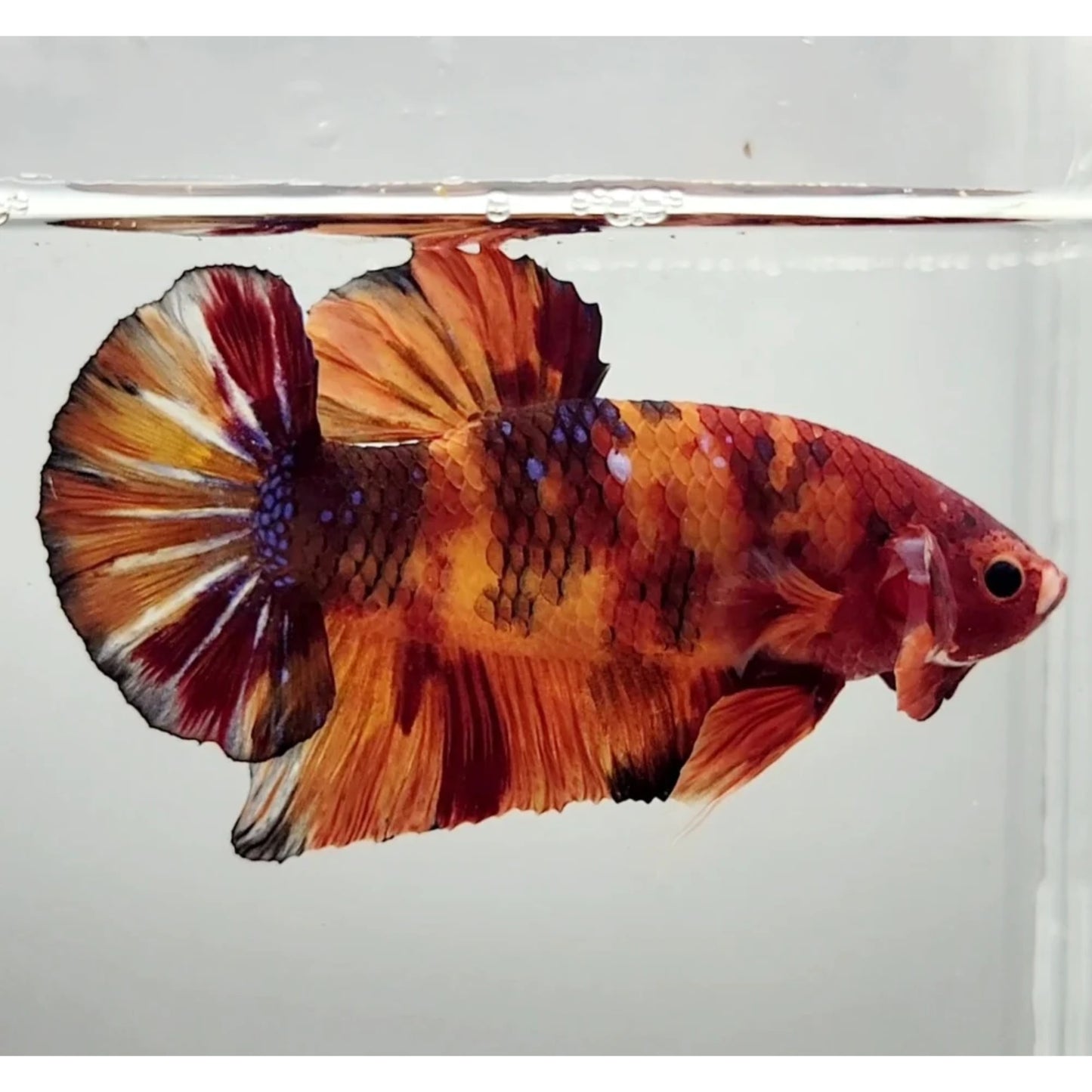 Betta splendens “giant nemo” maschio