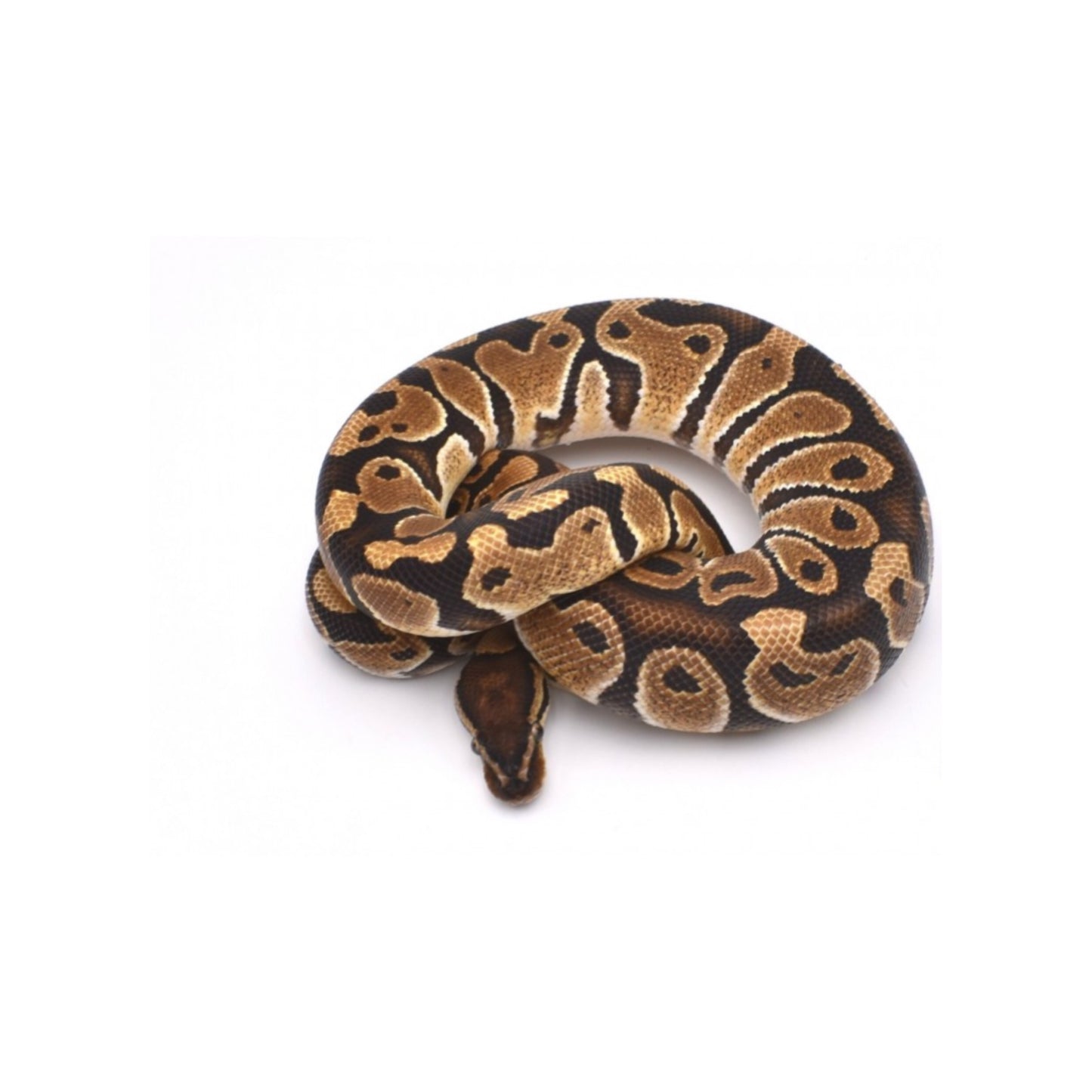 Python regius Clown