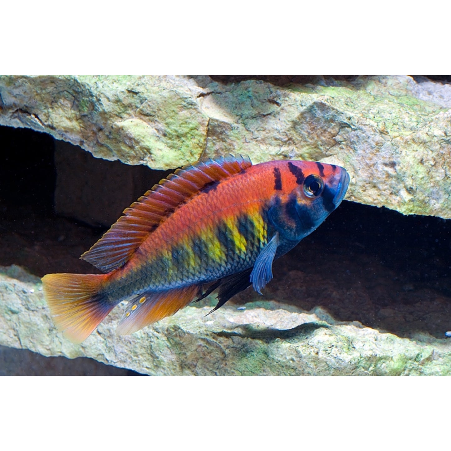 Haplochromis Nyererei