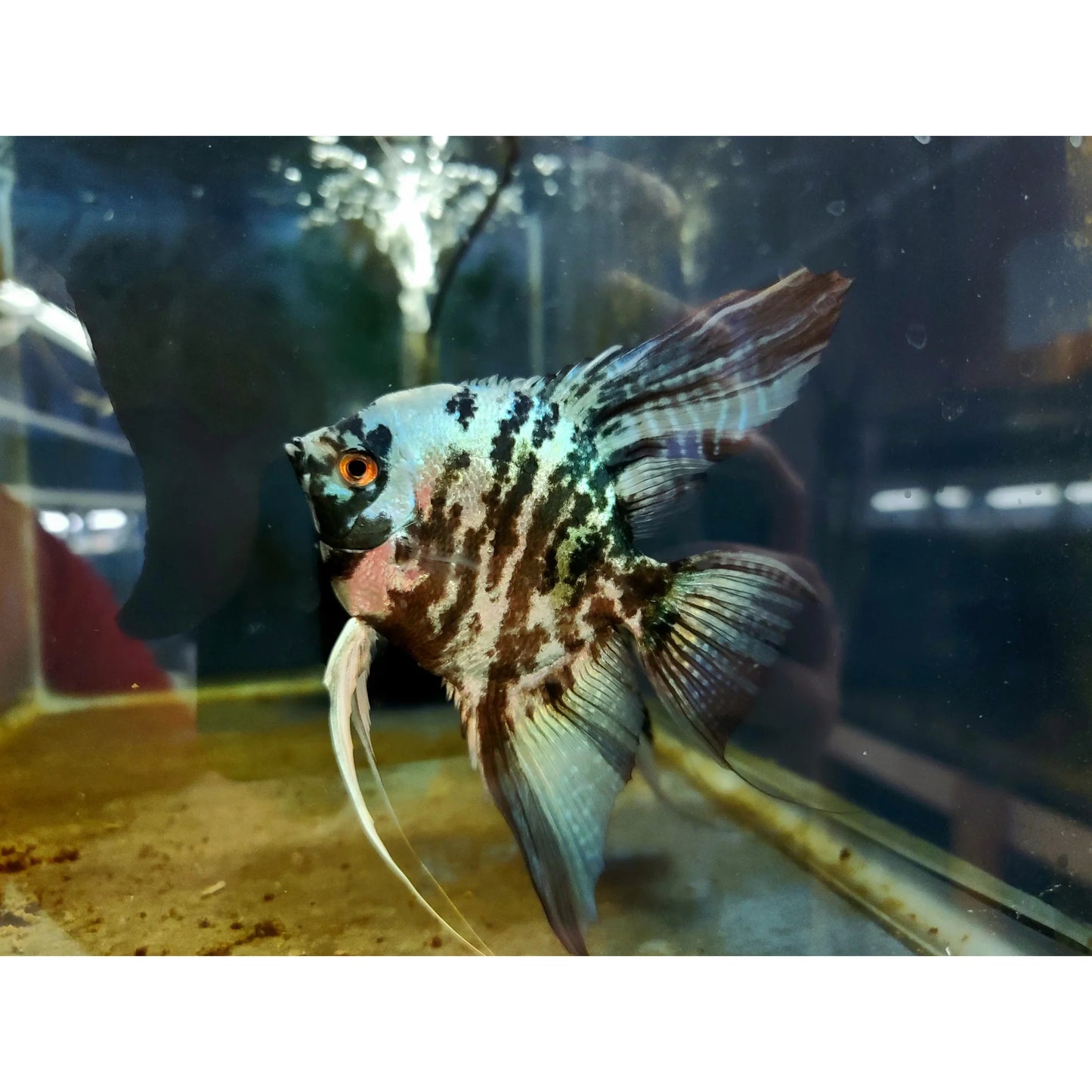 Pterophyllum Scalare Blue Marble