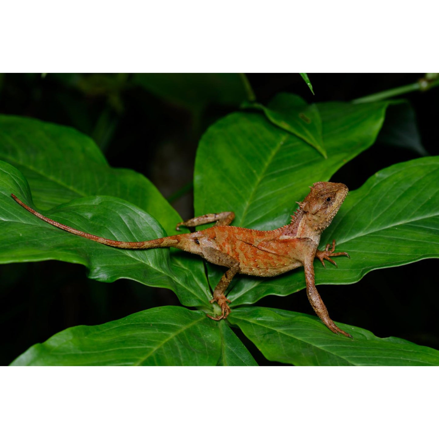 Acanthosaura lepidogaster
