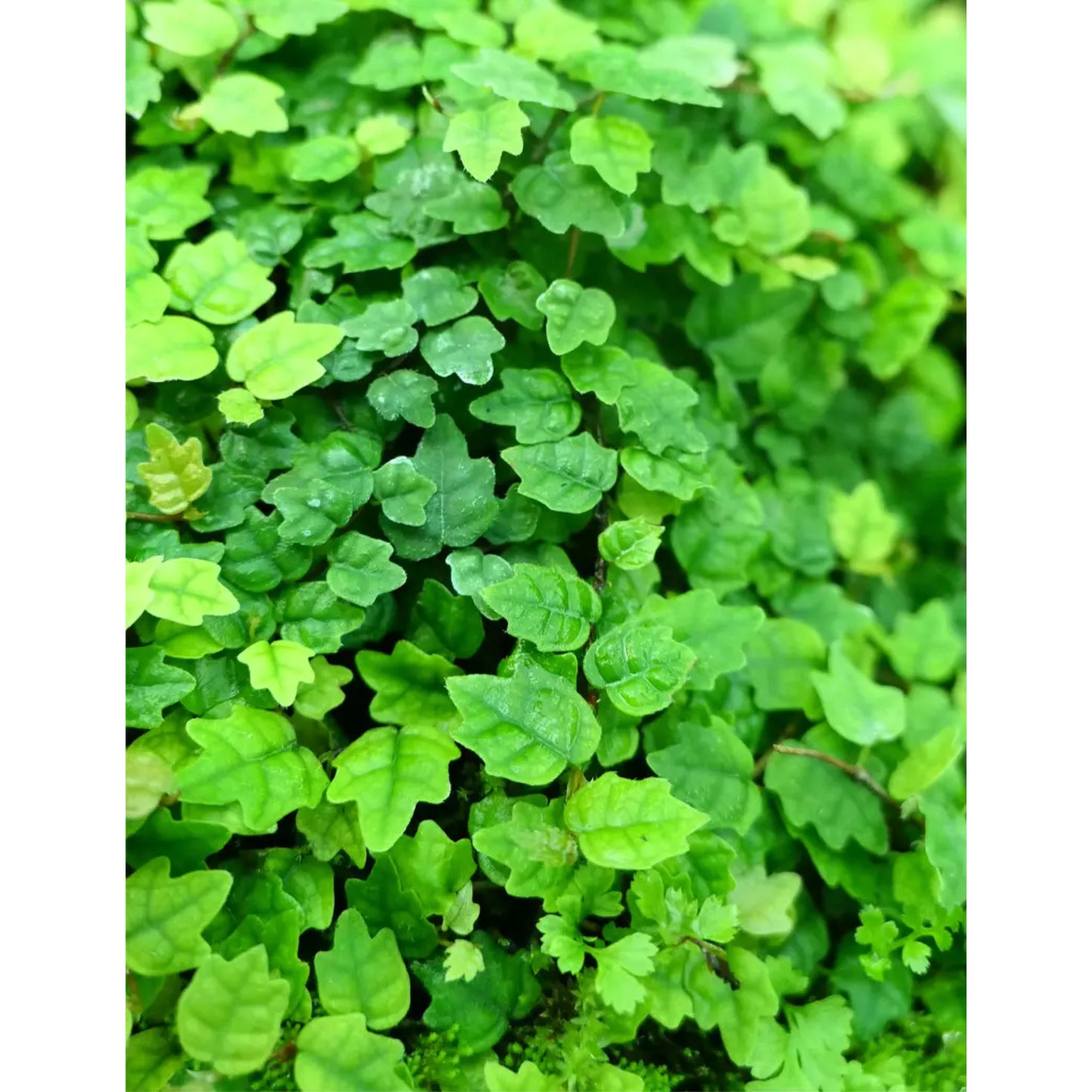 Ficus pumila quercifolia