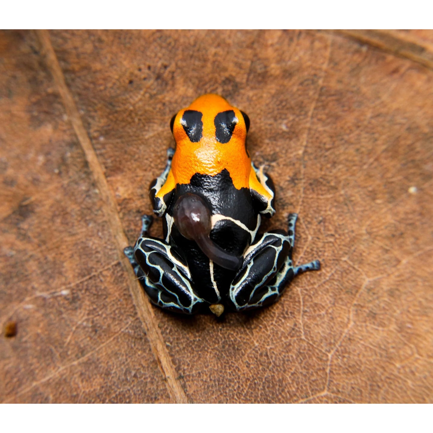 Ranitomeya fantastica Monte Christo